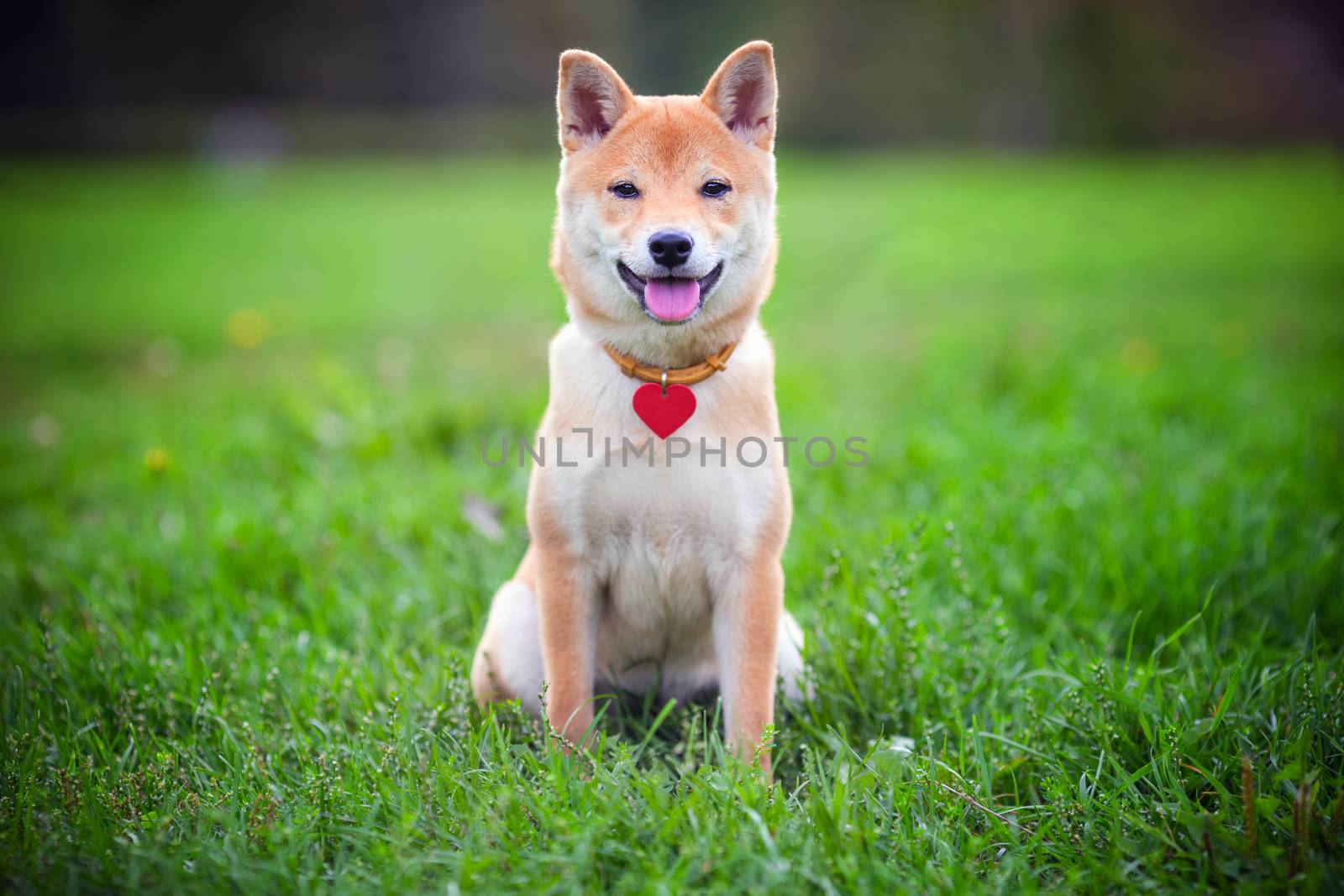 A young shiba inu sits in green garden