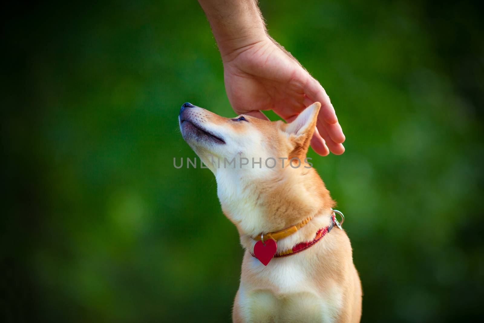 Shiba Inu puppy in the park. A hand is petting the top of his head.