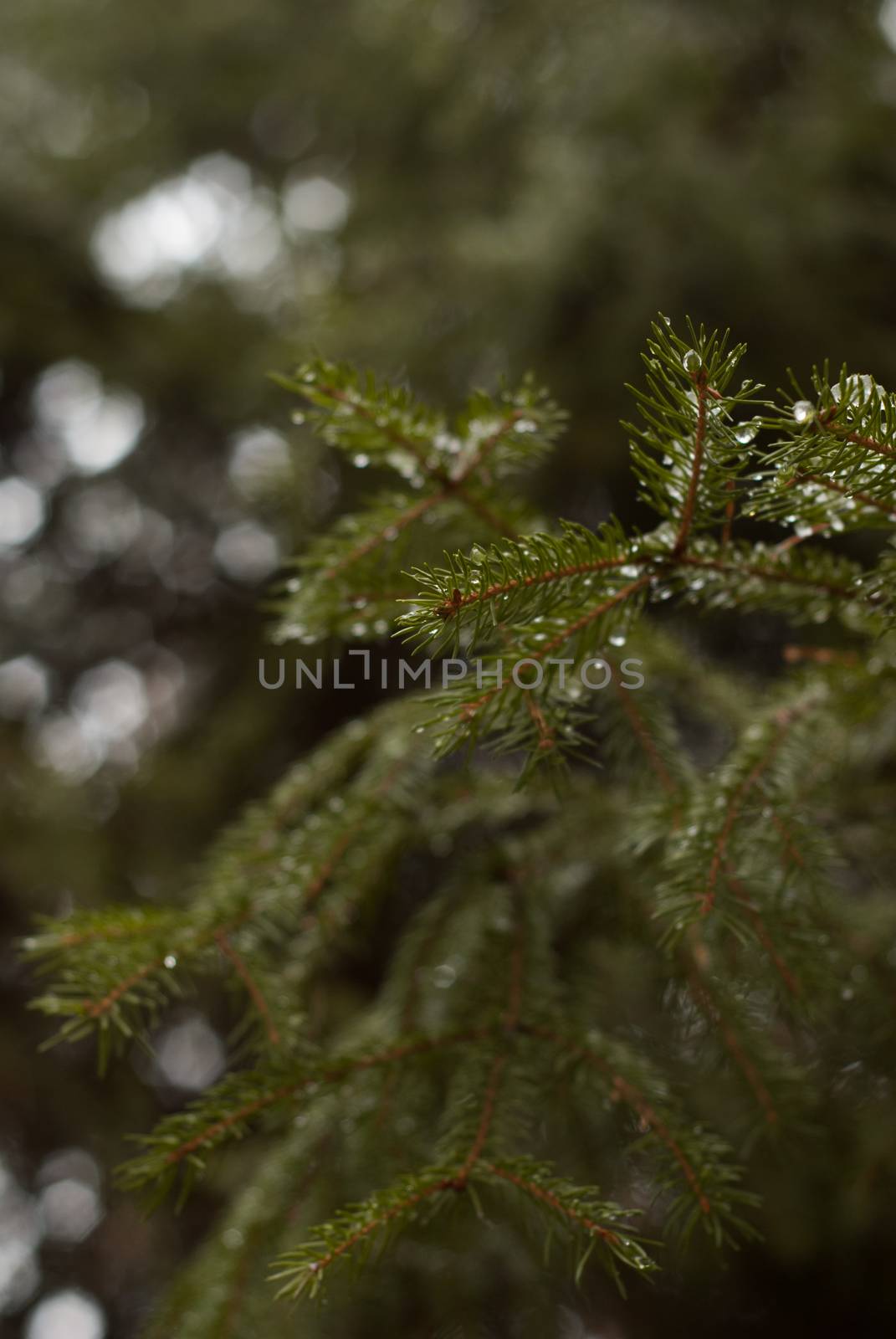 Thick spruce branches, close-up, outdoors in autumn forest