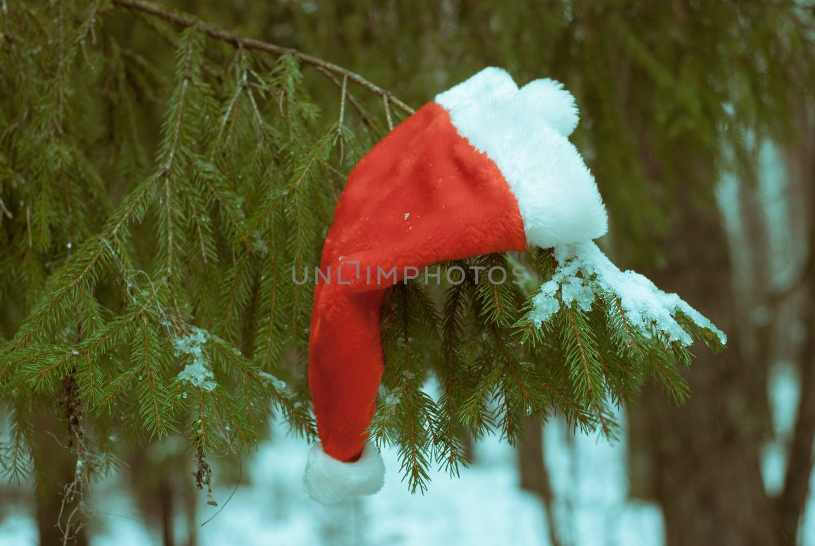 Red Santa hat, the Christmas tree in the winter forest, copyspace, happy winter holidays