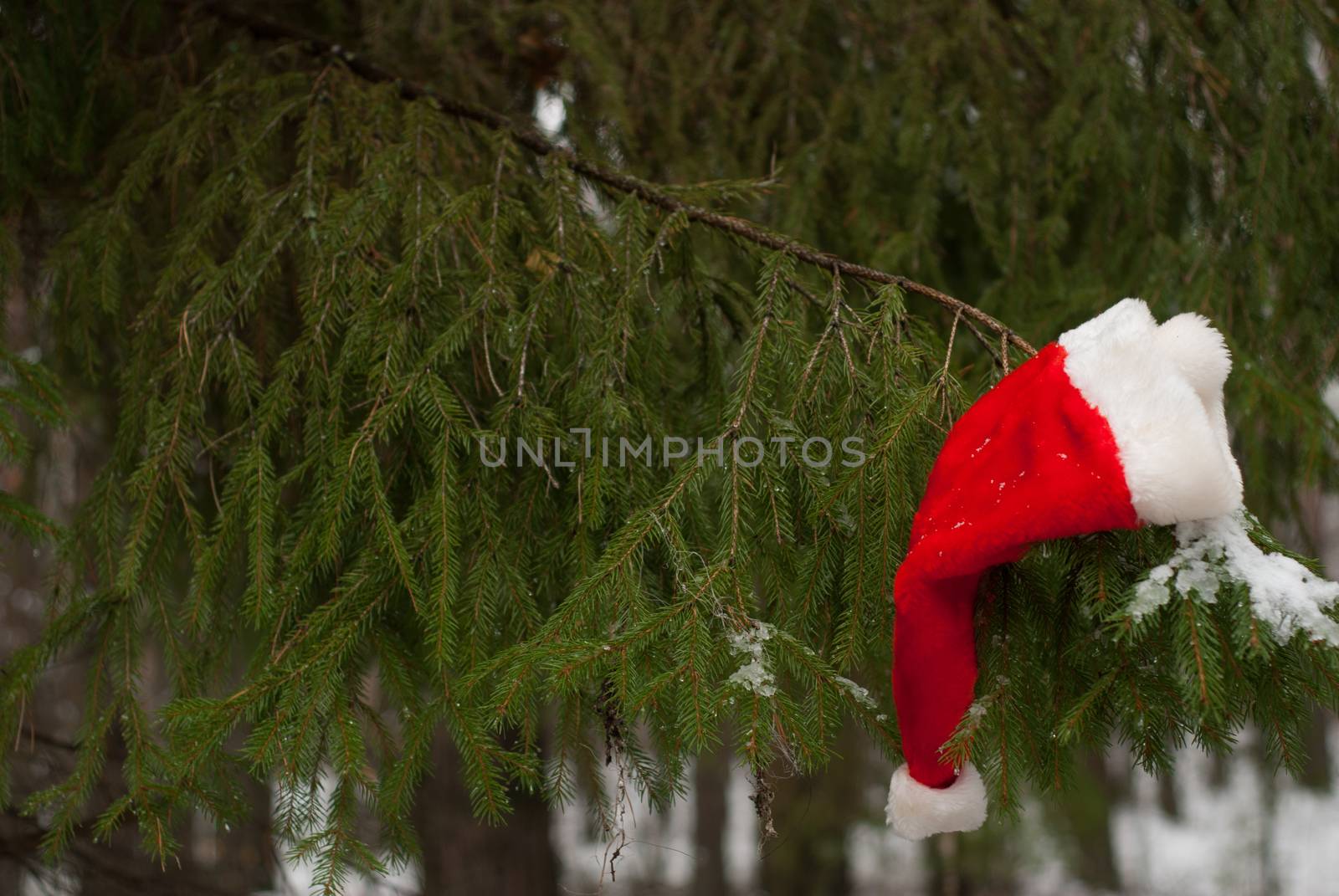 Red Santa hat, the Christmas tree in the winter forest, copyspace, happy winter holidays