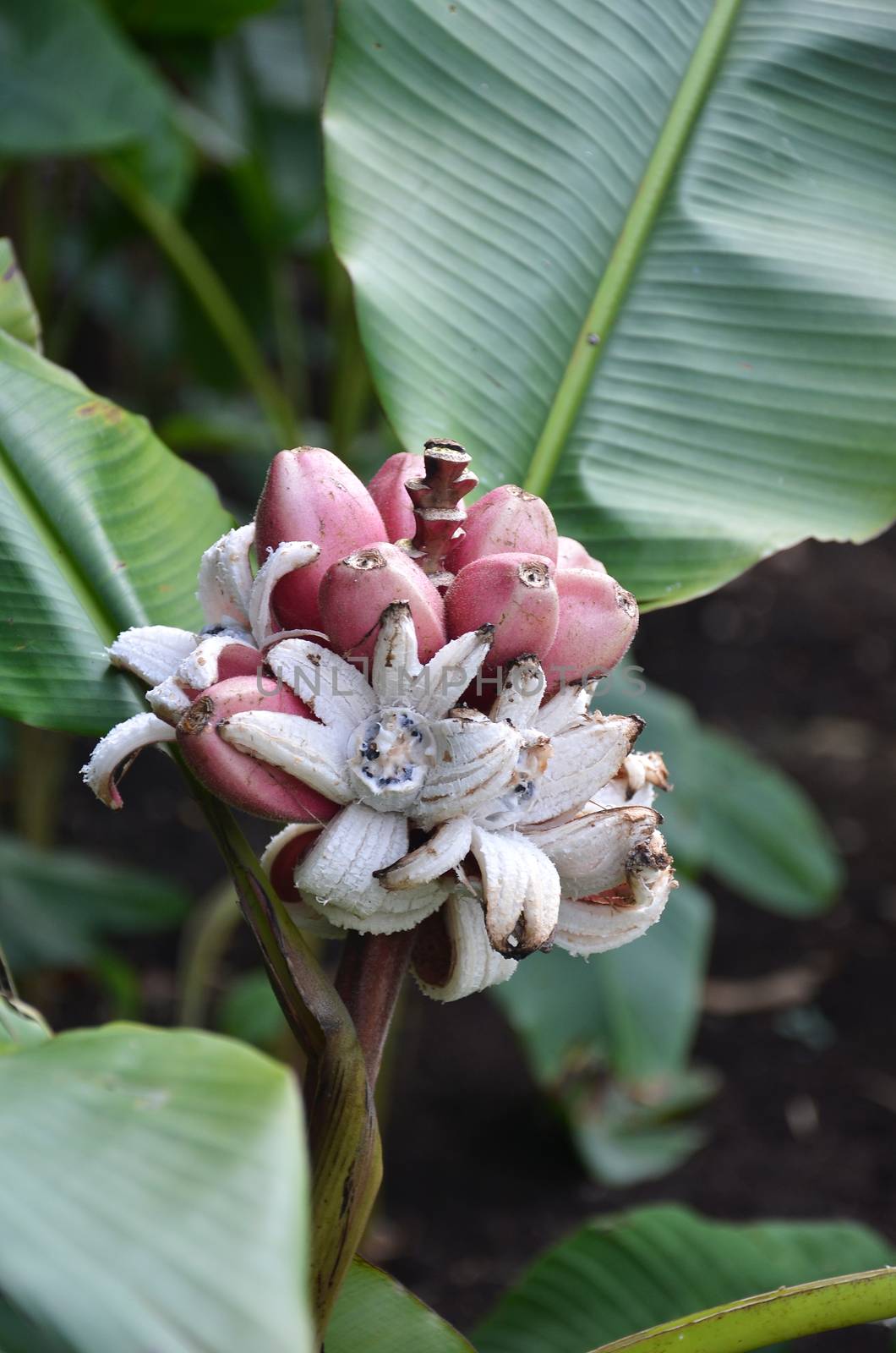 Musa Velutina banana tree in Singapore Botanic Garden