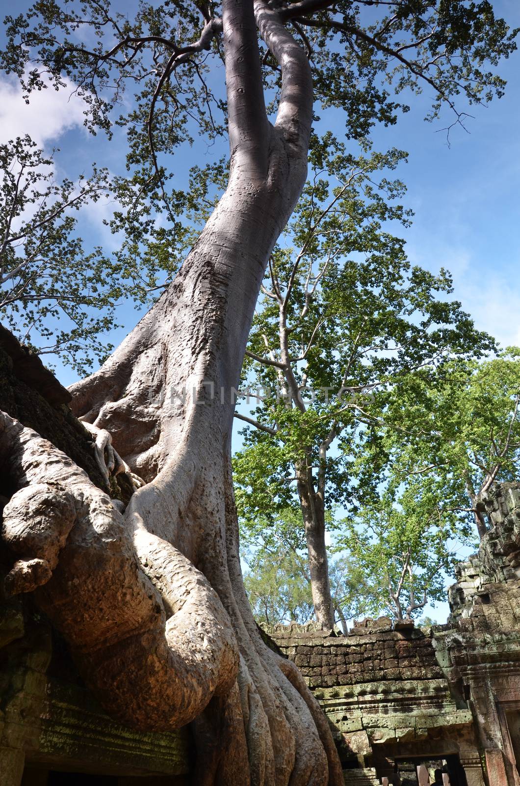 Ta Prohm Temple, Angkor, Cambodia by tang90246