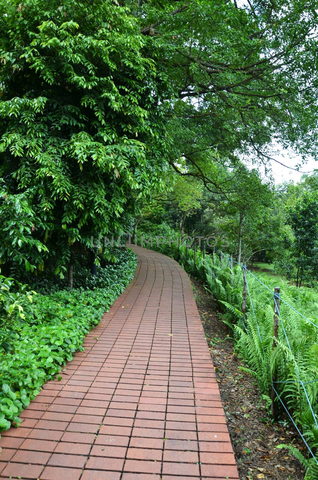 Greenary around Red brick path in Singapore Botanic Garden