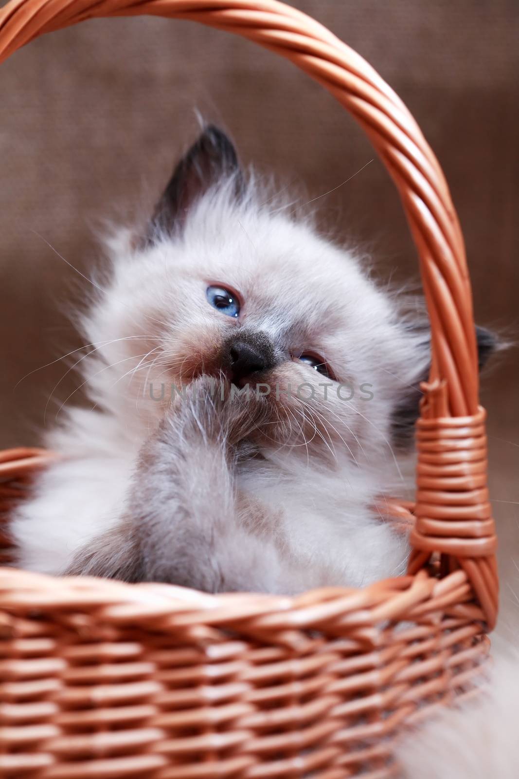 Nice small kitty in wicker basket on canvas background