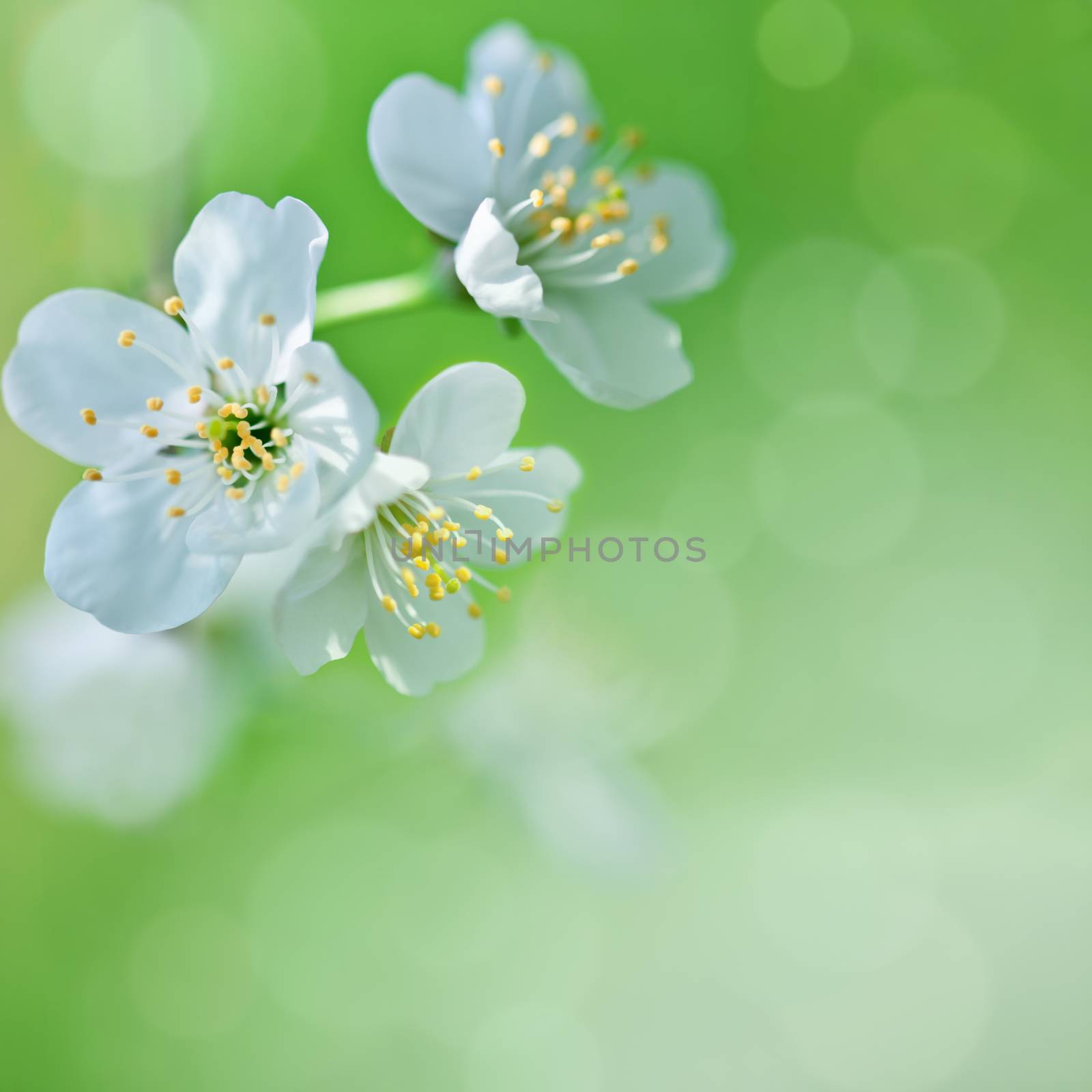 Cherry blossoms on the tree in spring.