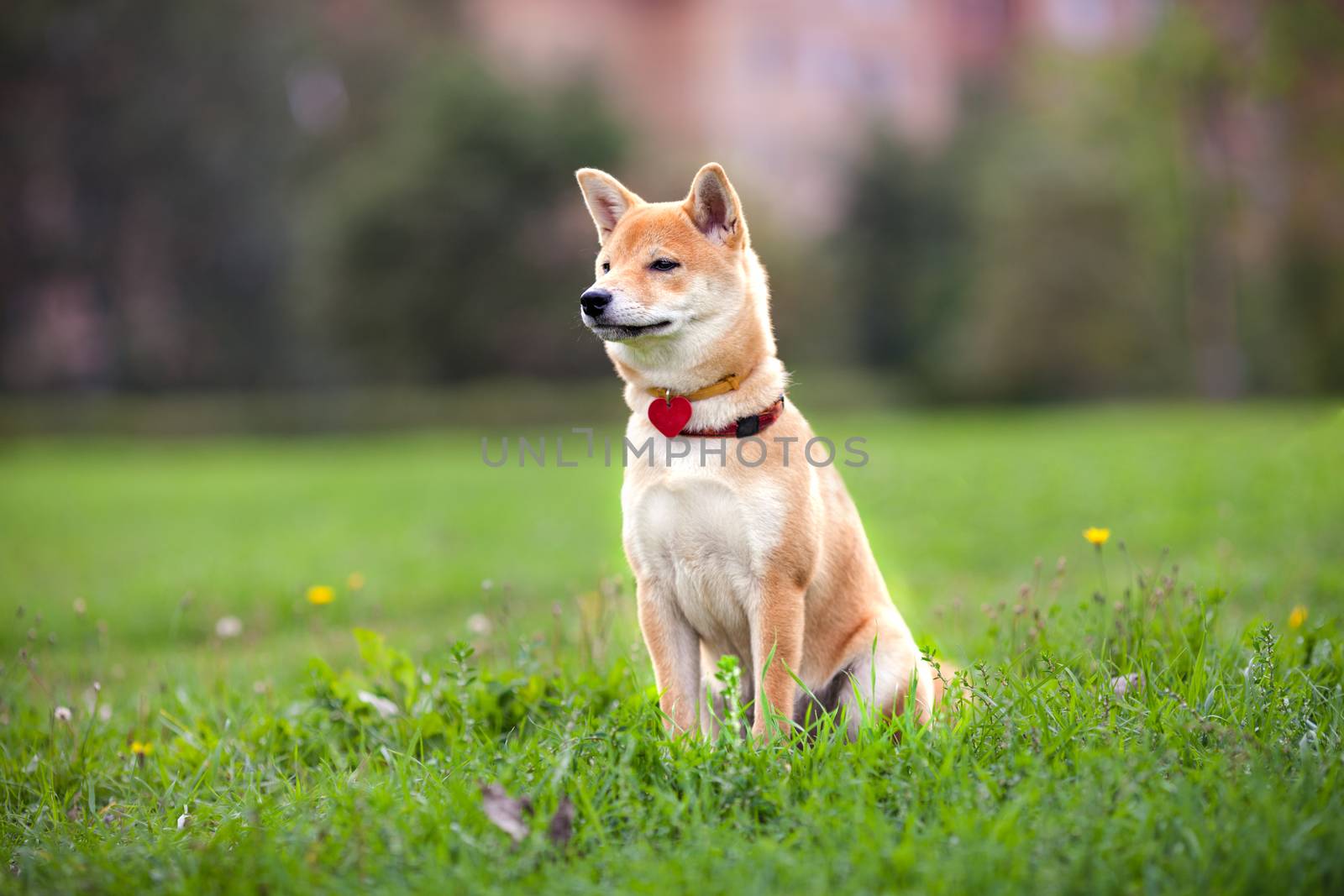 A young shiba inu sits in the park