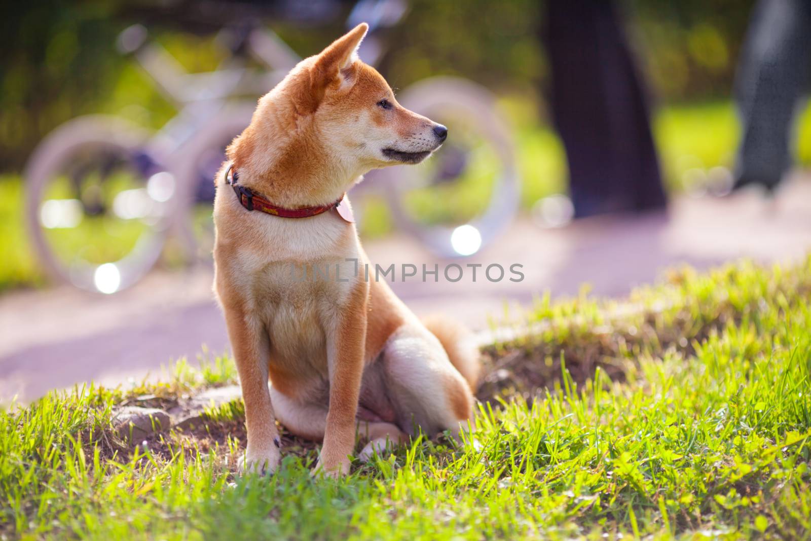 Young shiba inu sits in the park by supercat67