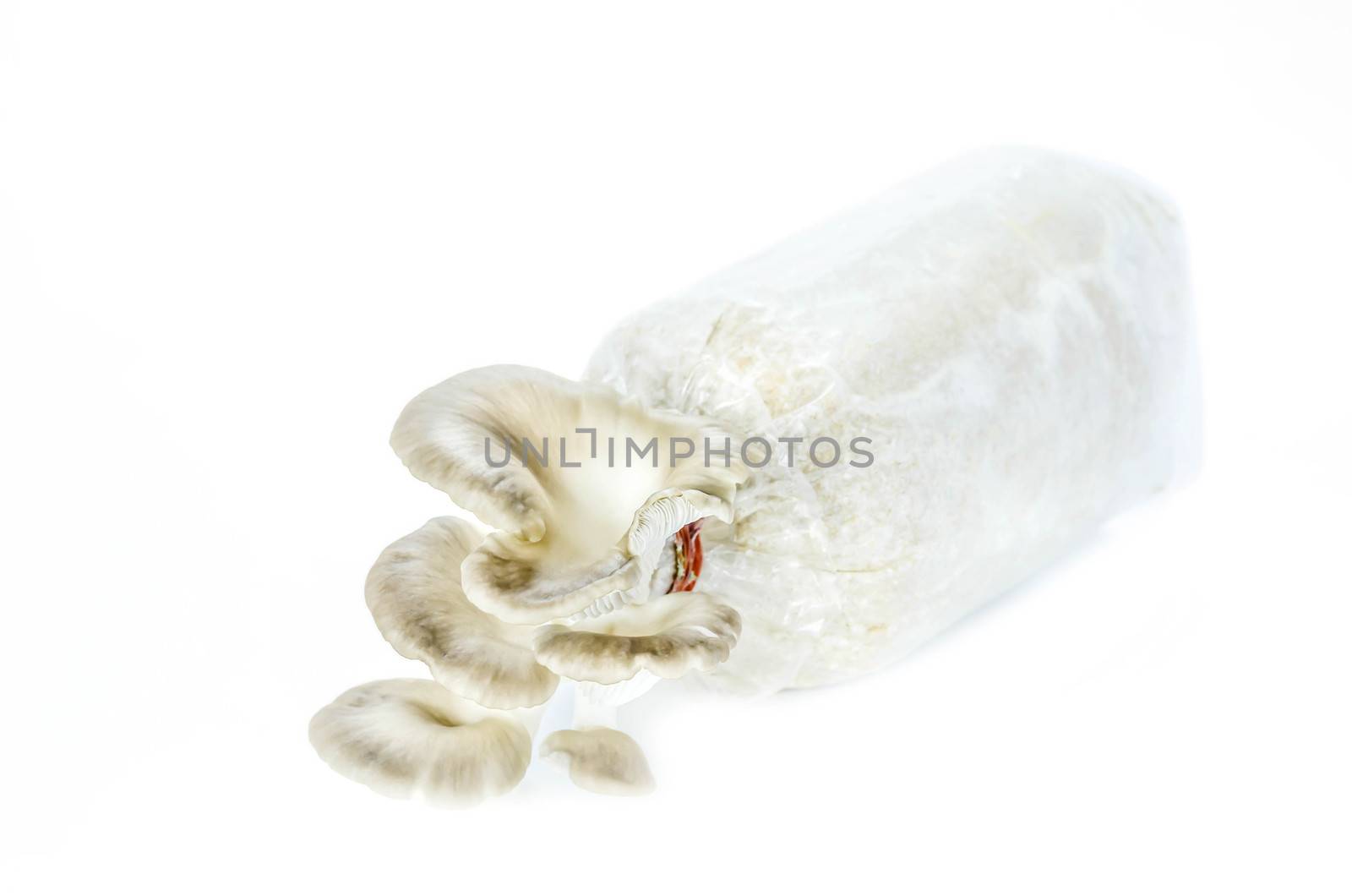 Oyster mushrooms on the plastic bag with mycelium and substrate , selective focus