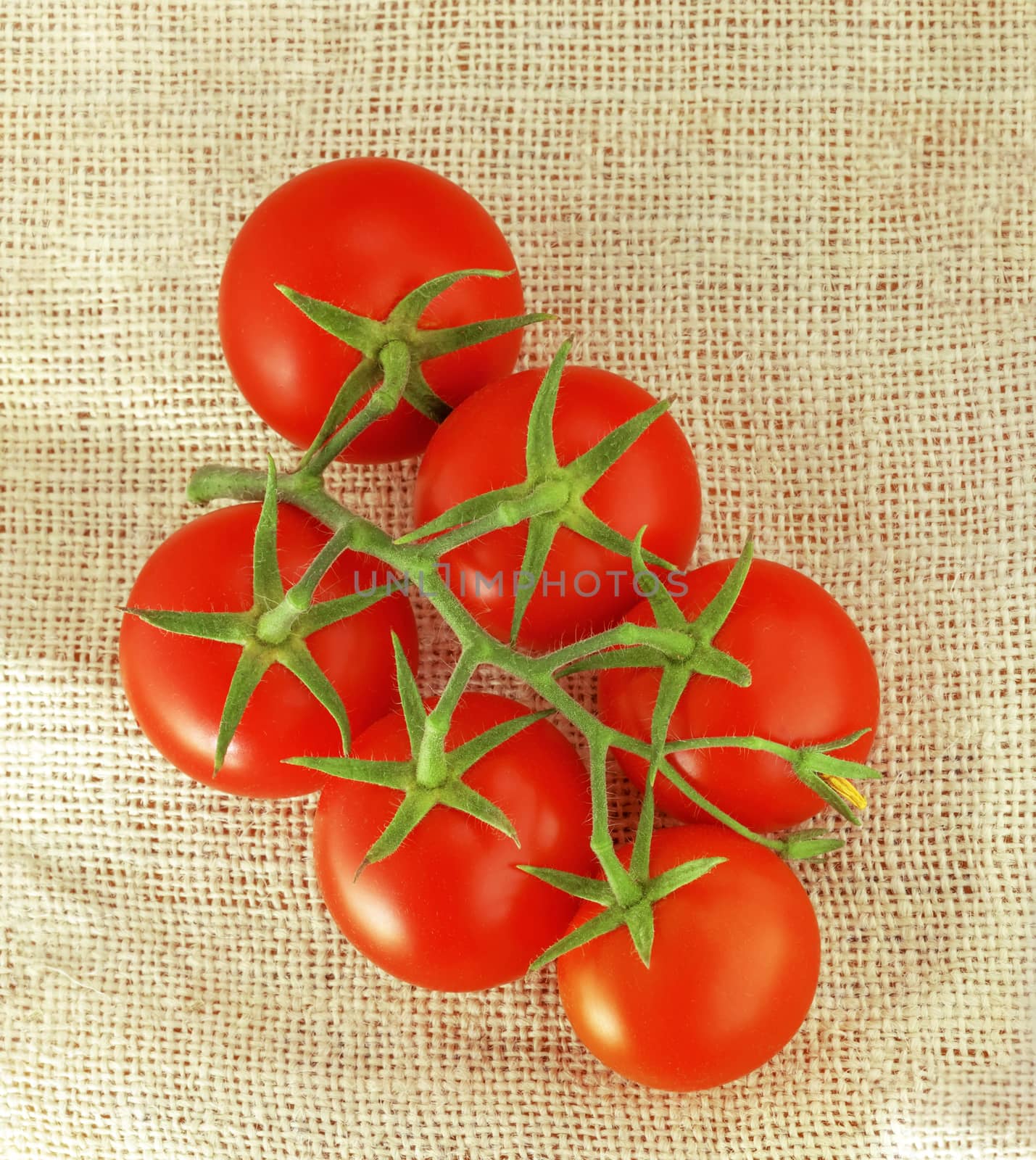Bunch of fresh red Tomatoes on rustic fabric background.