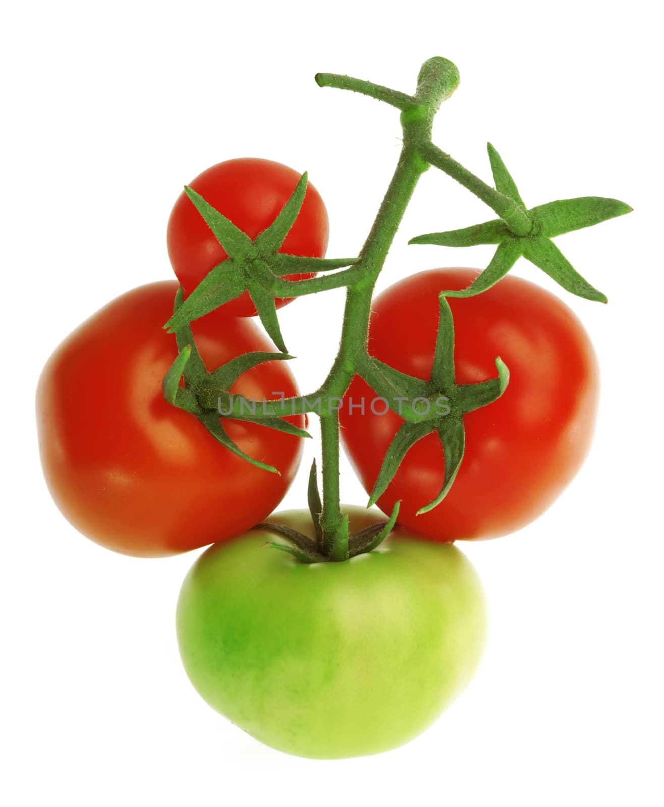 Bunch of fresh red and green Tomatoes on white background.