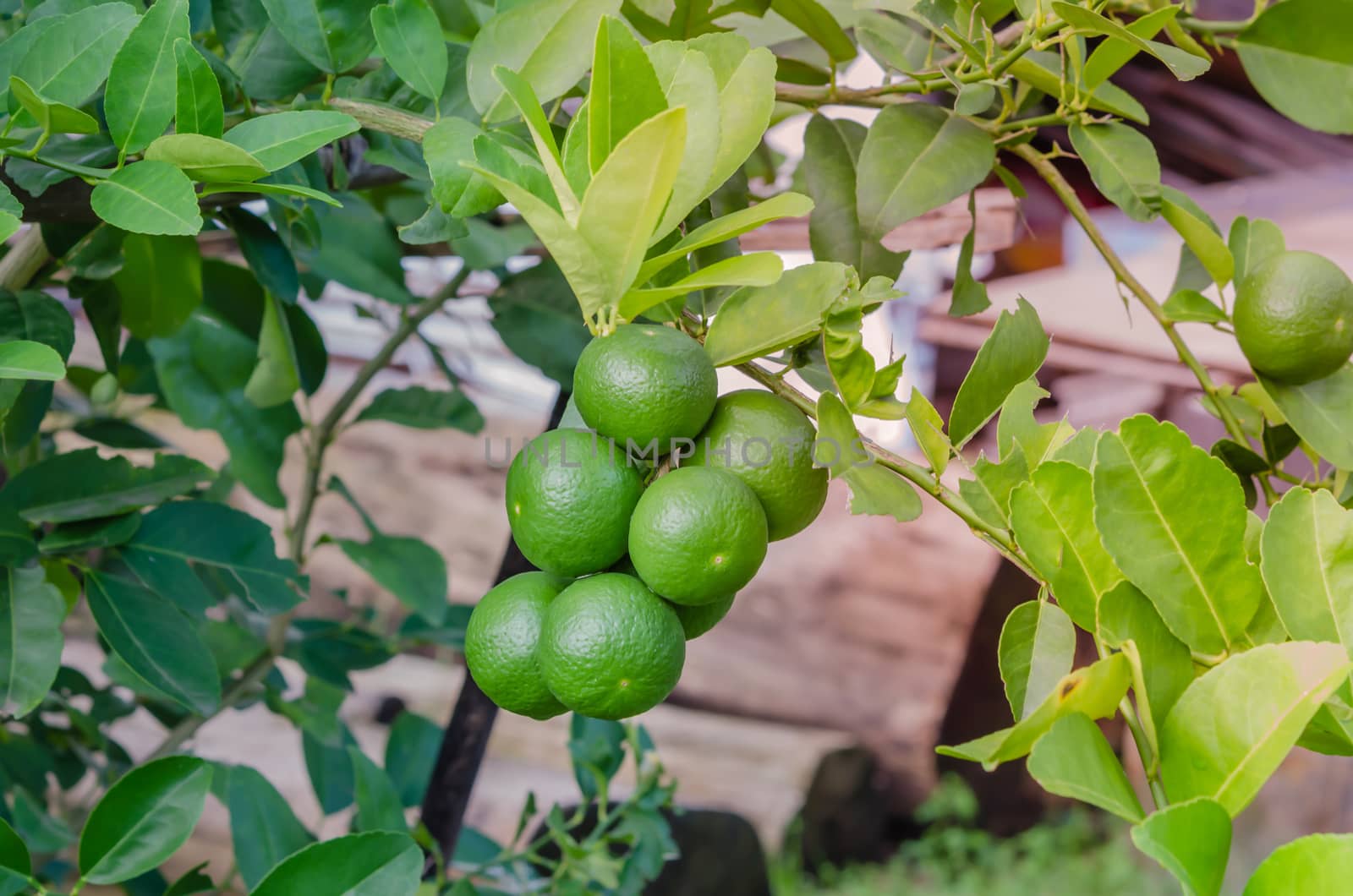 Lime green tree hanging from the branches of it
