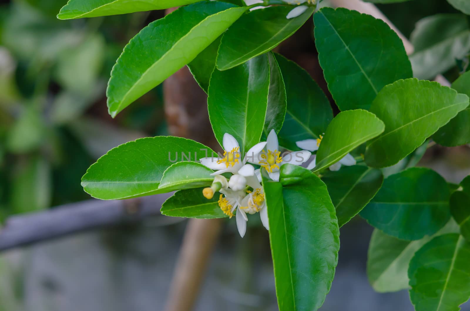 Lime flowers, lemon blossom on tree among green leaves