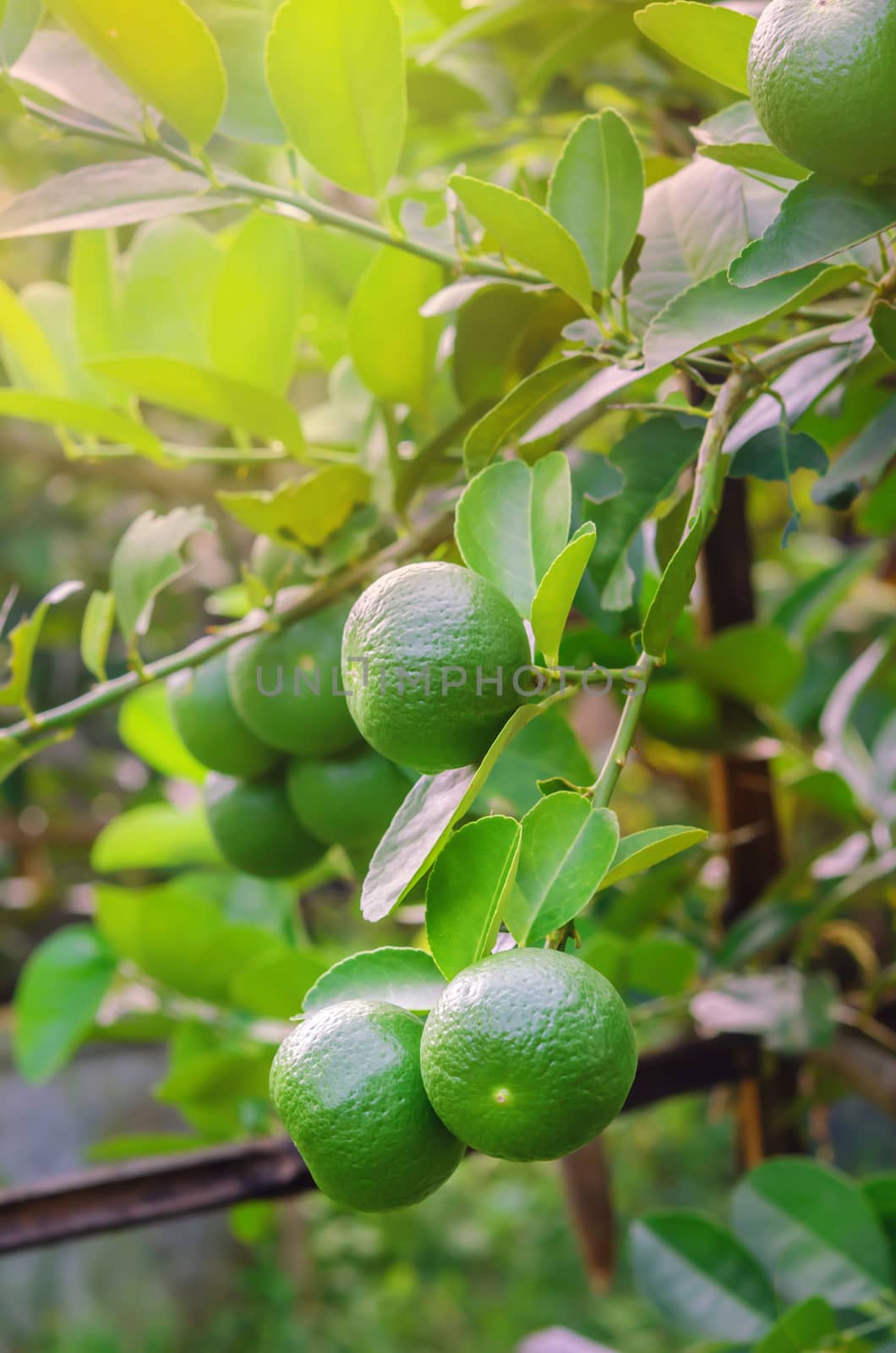 Lime green tree hanging from the branches of it