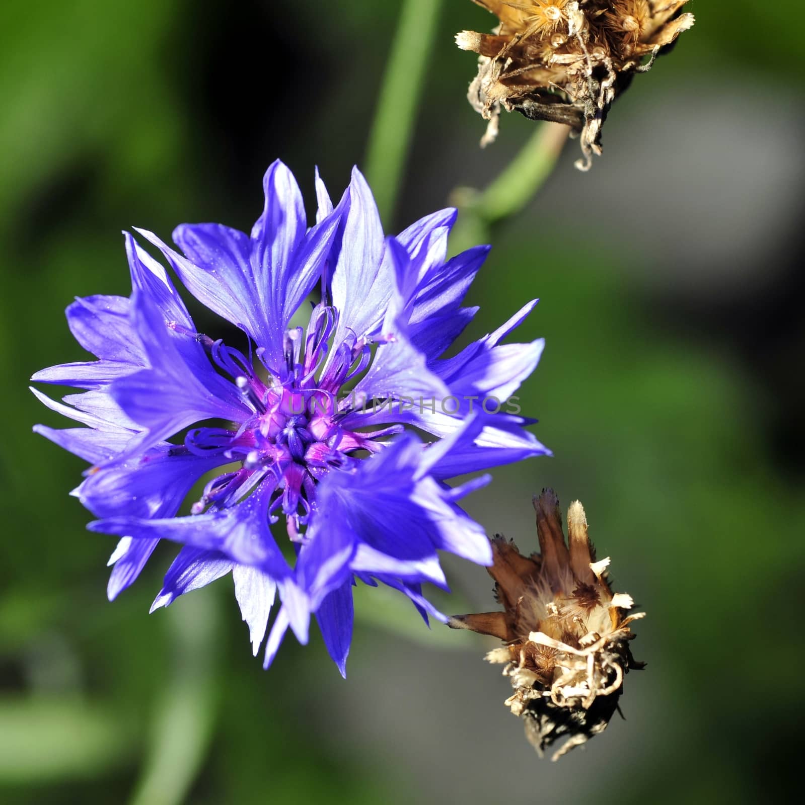 Blue cornflower on a background of grass and other cornflowers