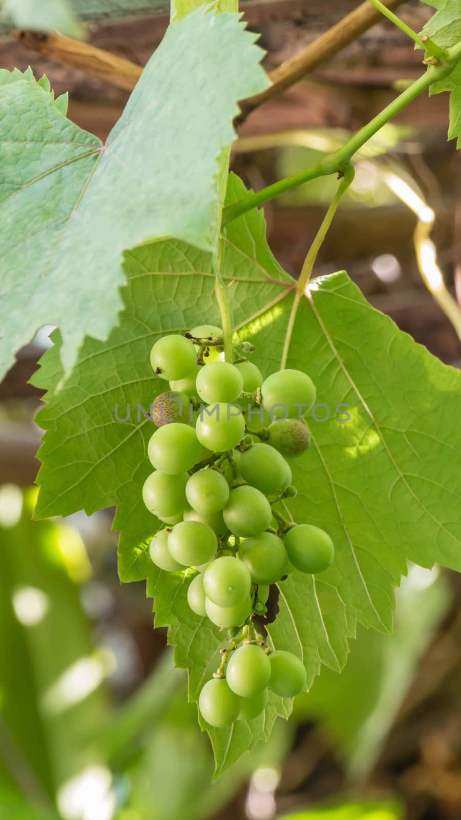 grapes with green leaves on the vine fresh fruits