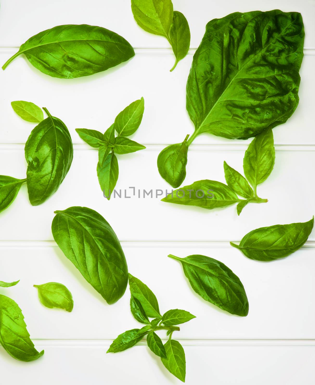 Arrangement of Big and Small Fresh Green Basil Leafs closeup on White Plank background. Top View