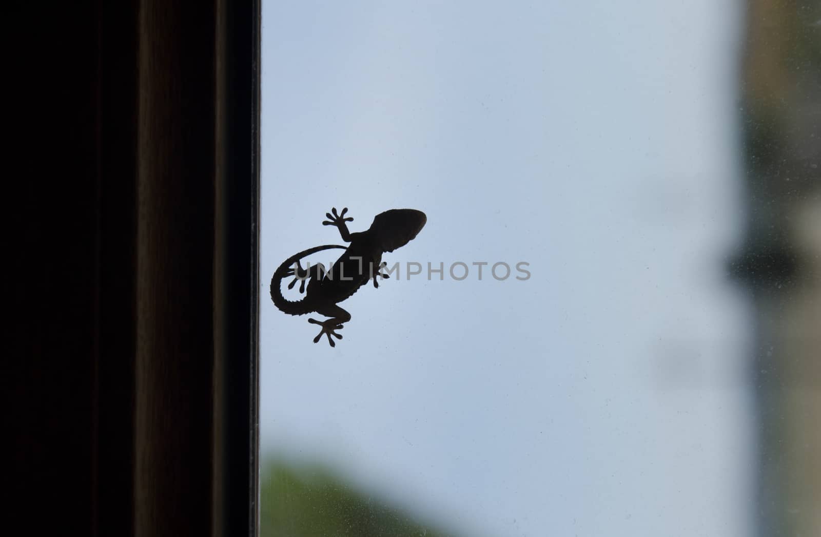Shape of a small gecko on window