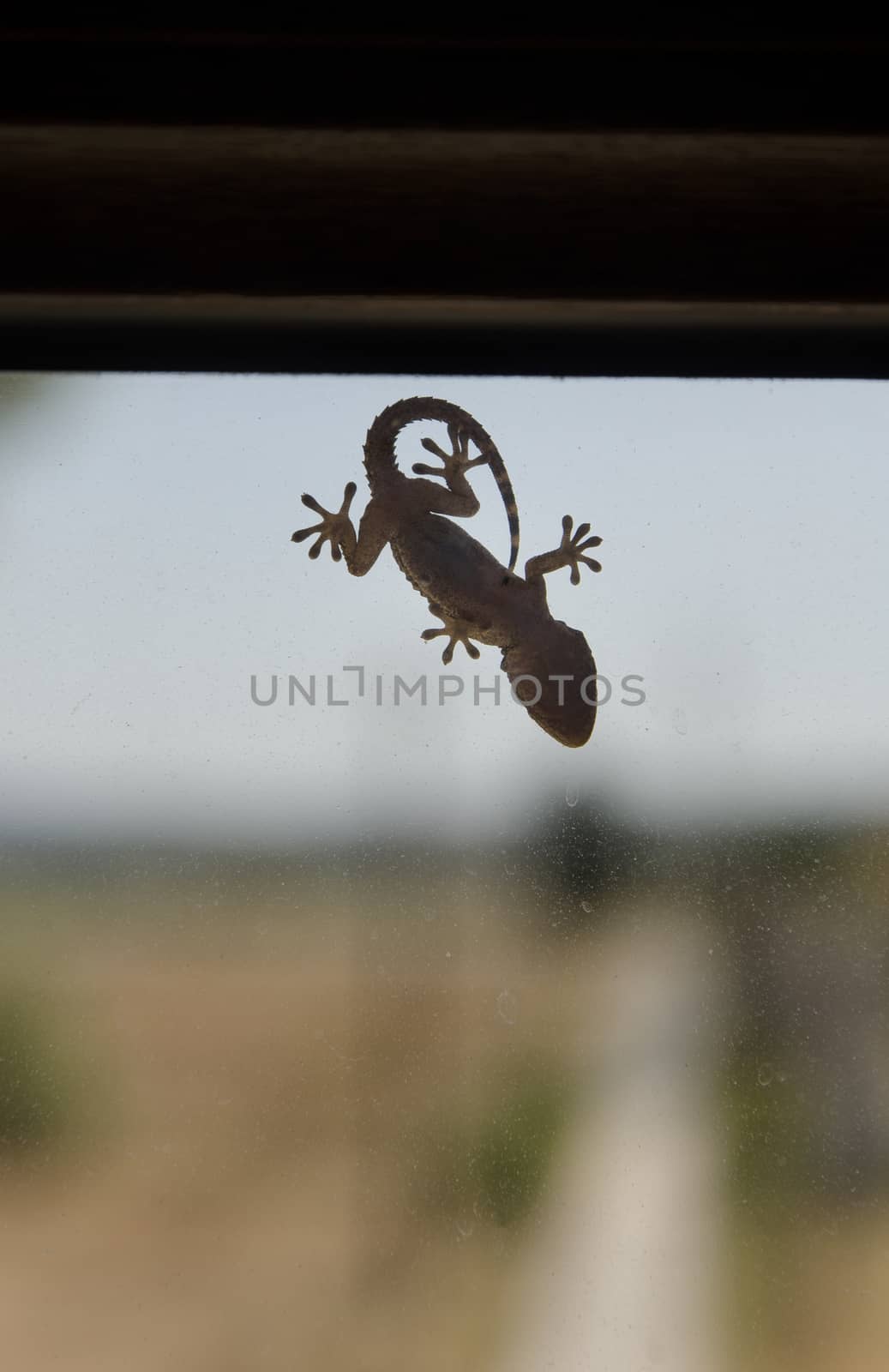 View of a small gecko on a window