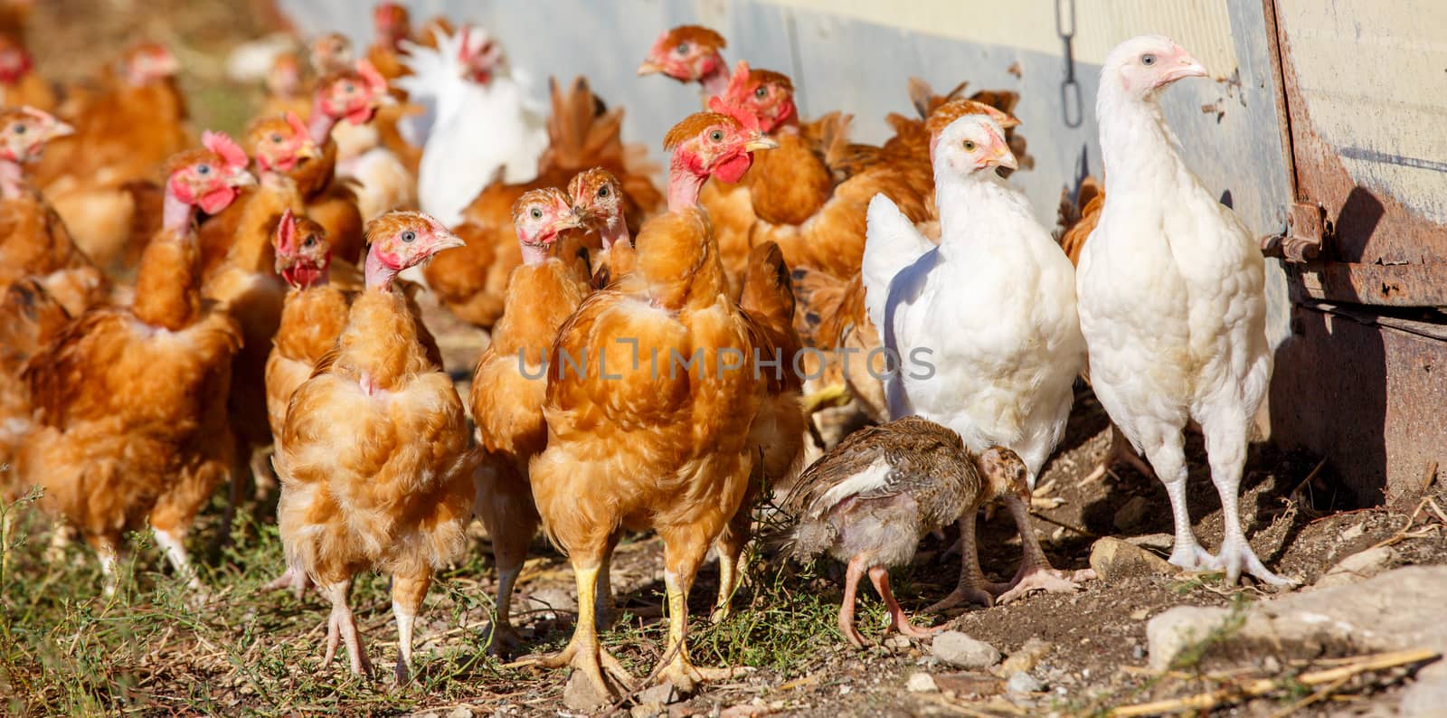 flock of chickens roam freely in a lush green paddock of an organic breeding by pixinoo