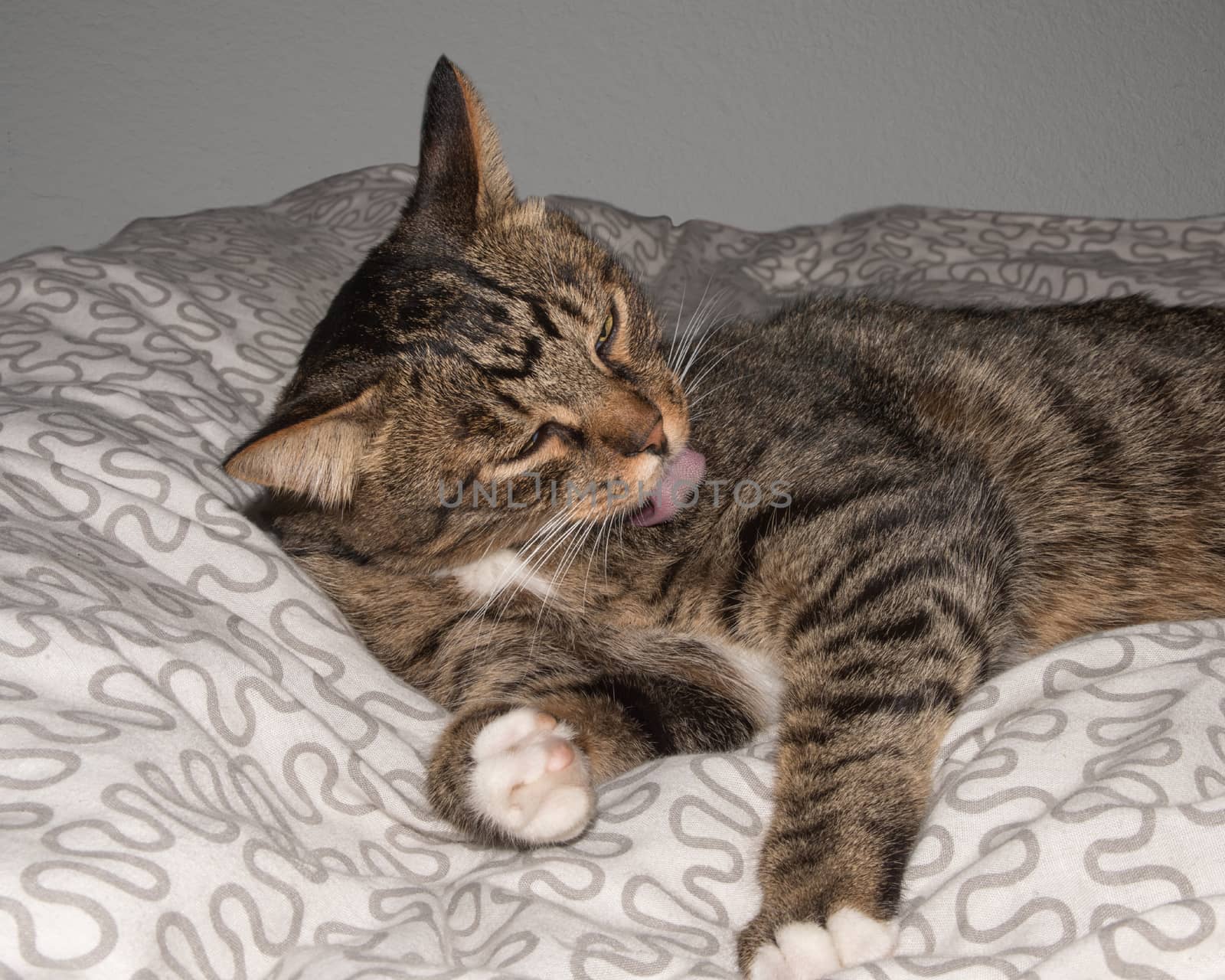 Cat, resting cat on a sofa in blur background, cute funny cat close up, domestic cat, relaxing cat, cat resting, cat playing at home, elegant cat