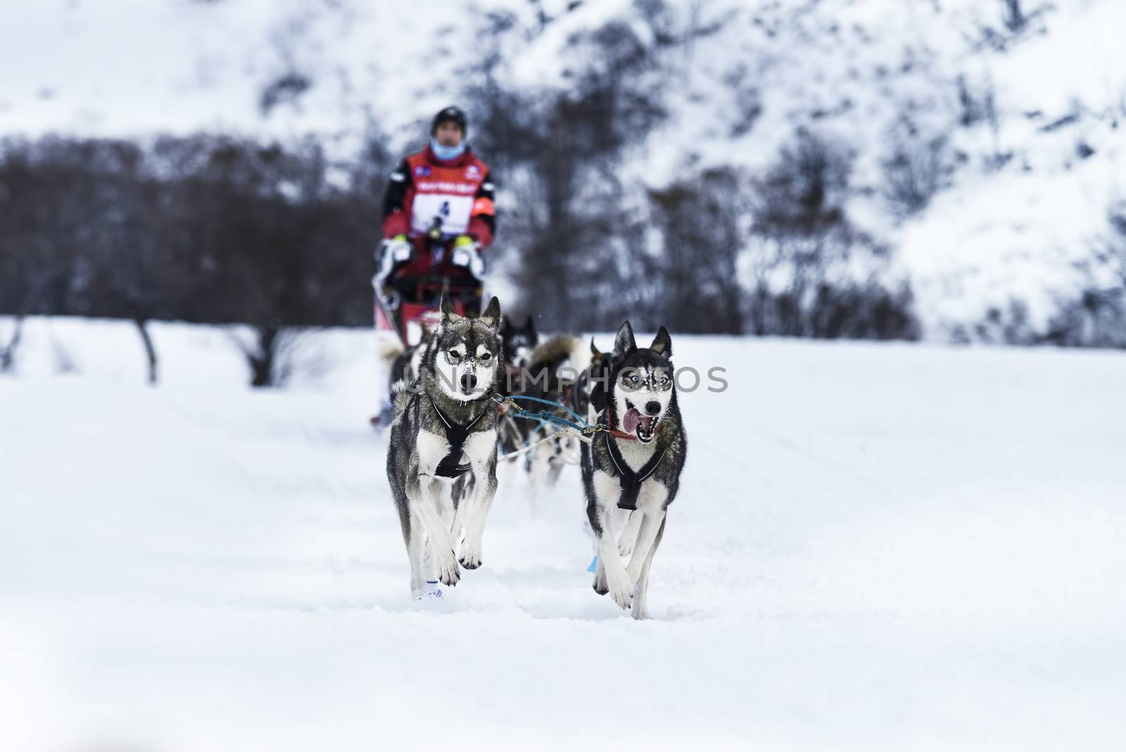 SARDIERES VANOISE, FRANCE - JANUARY 18 2016 - the GRANDE ODYSSEE the hardest mushers race in savoie Mont-Blanc, Jean COMBAZARD, french musher, Vanoise, Alps
