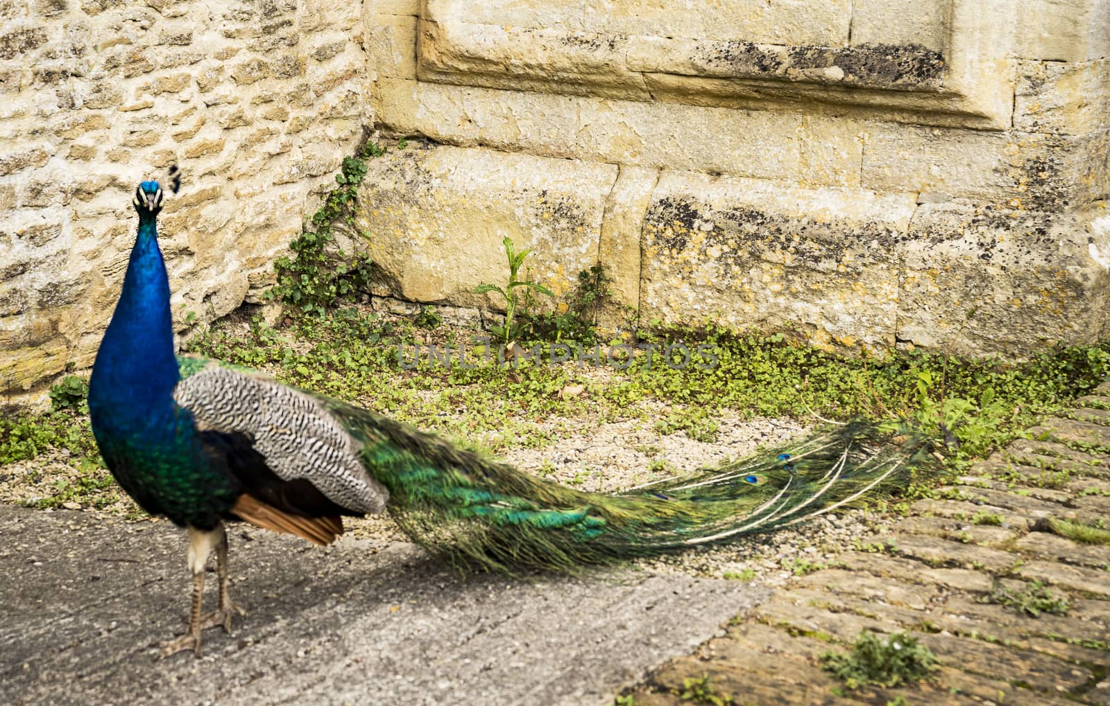 beautiful Blue Peacock in a small English village, UK