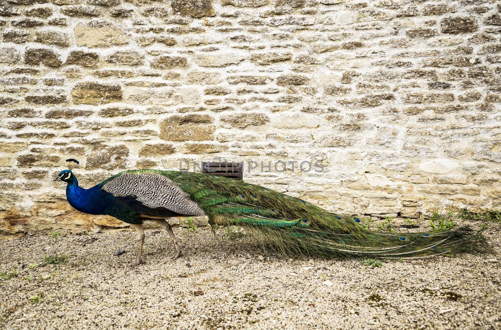 beautiful Blue Peacock by edella