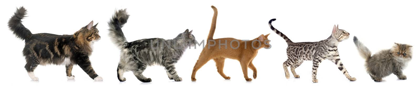 five walking cats in front of white background