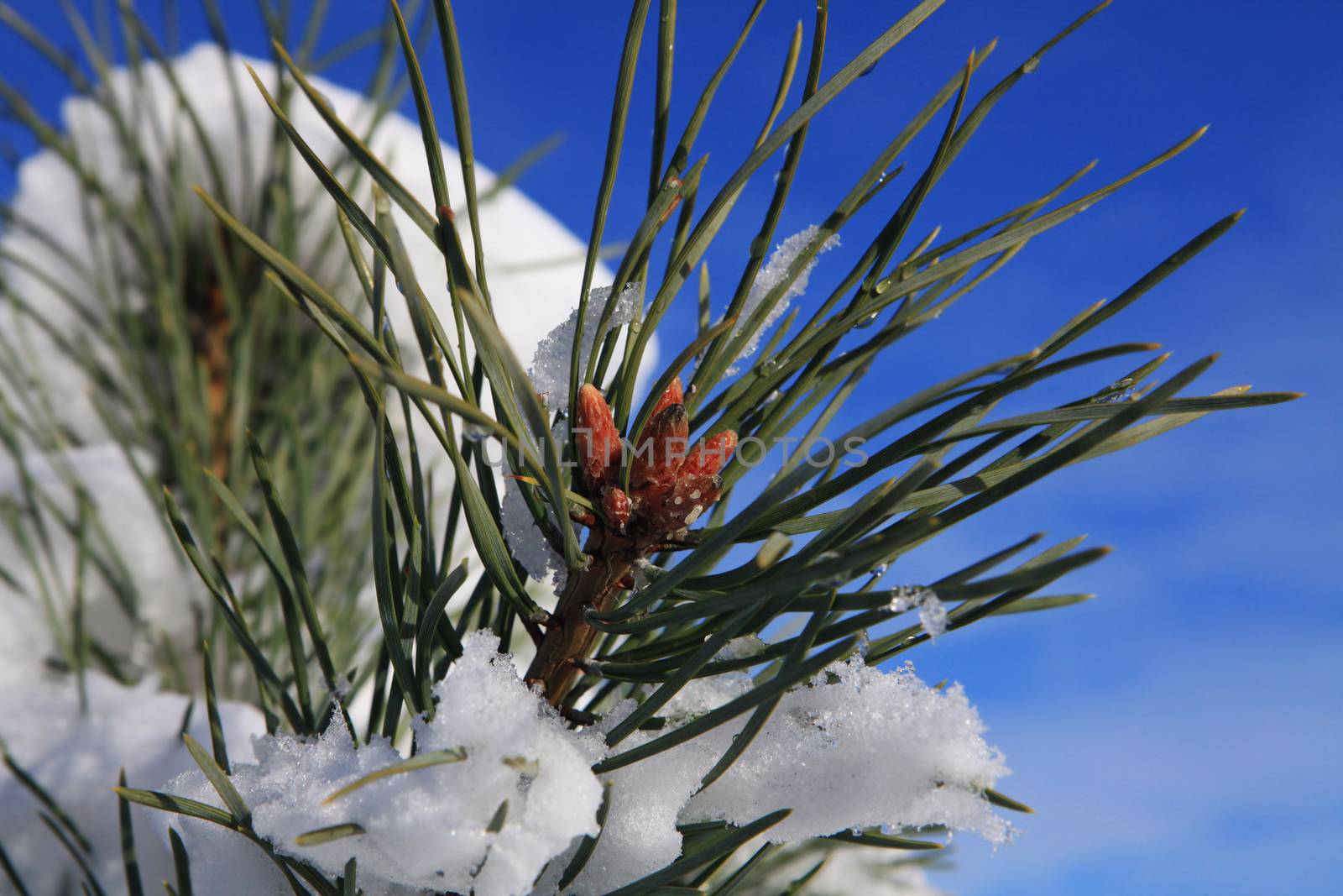 branches of fir tree strewn lightly with snow in January