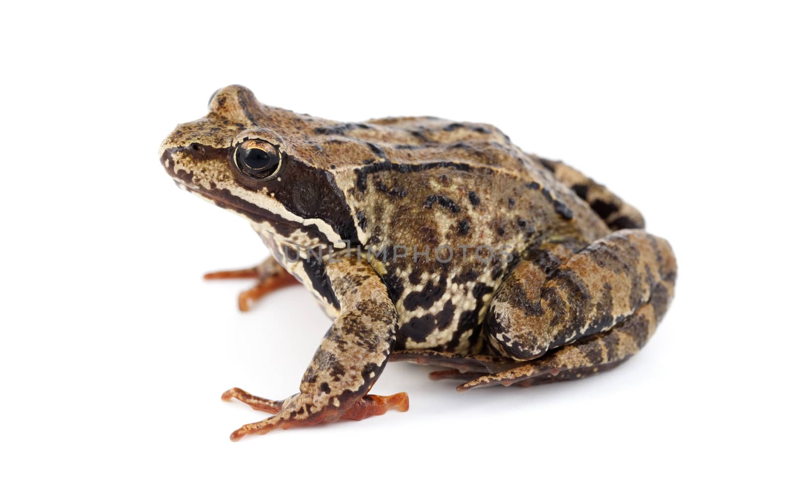 big brown frog on white background