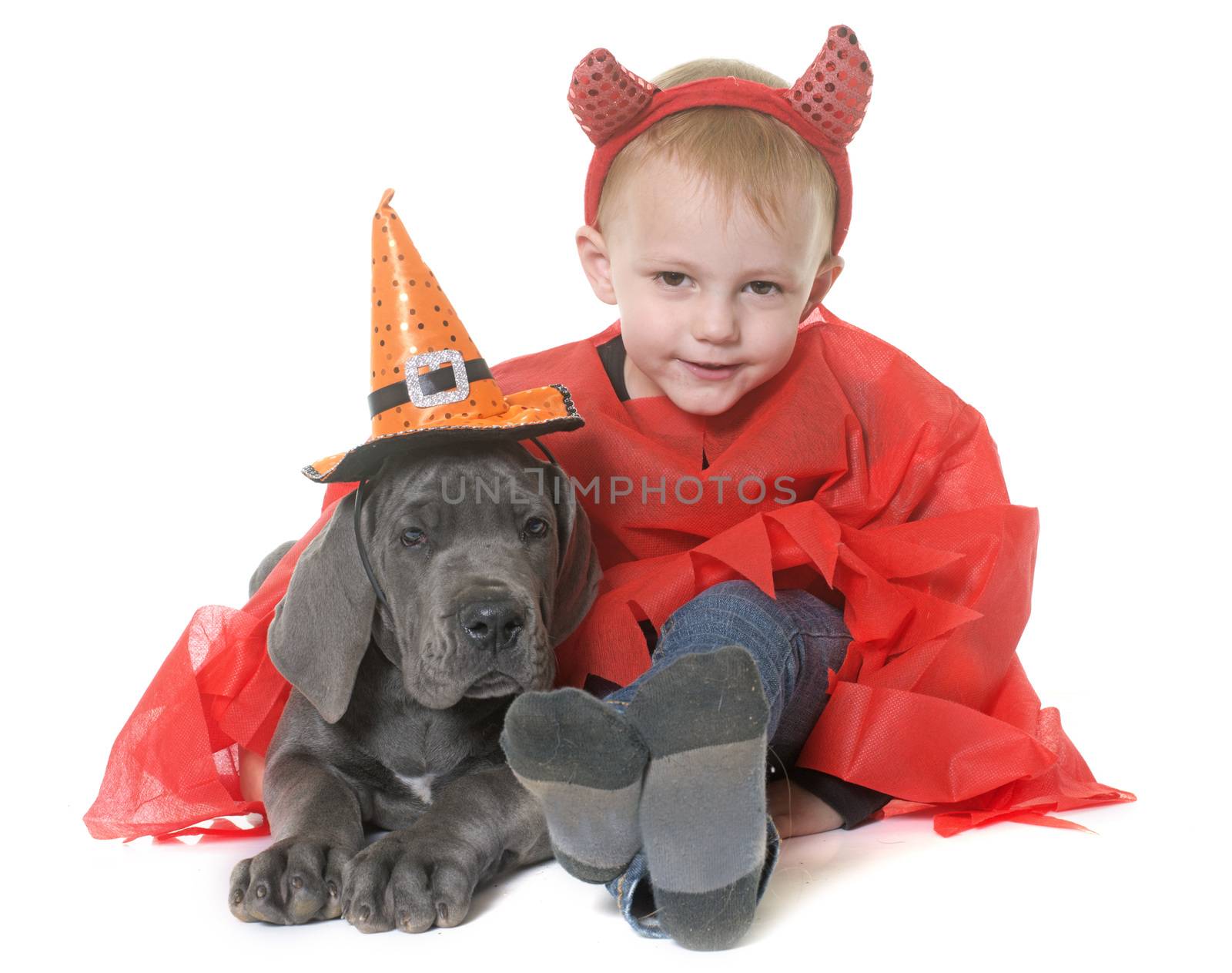 puppy great dane and child in front of white background