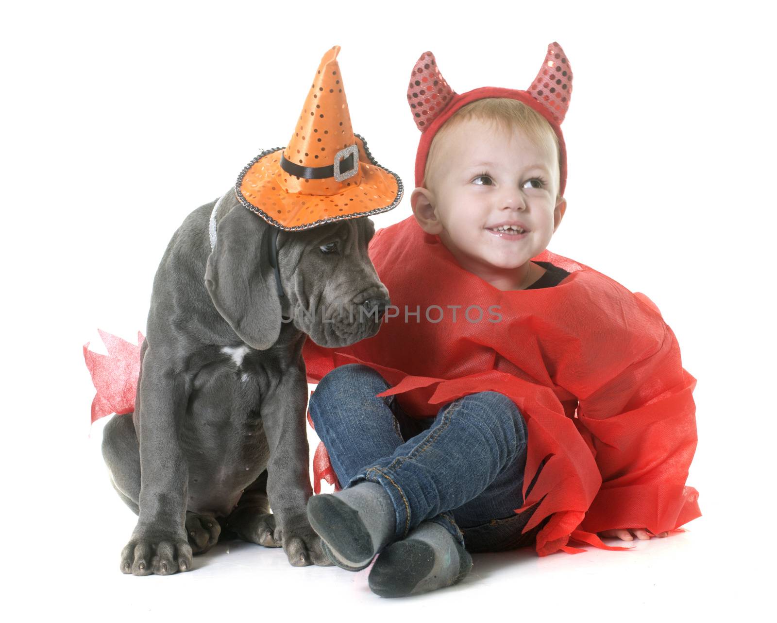 puppy great dane and child in front of white background