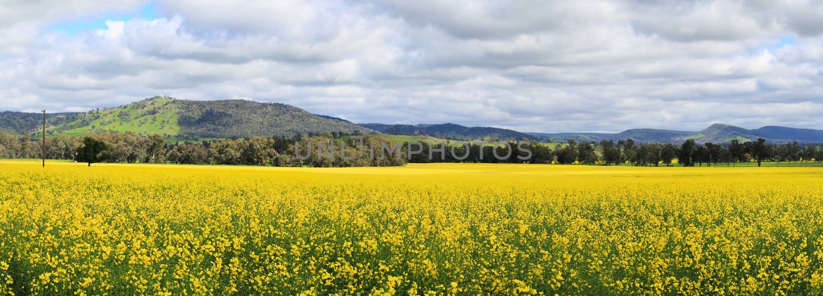 Beautiful views of Canola fields at Wattamondara.  Focus to foreground only