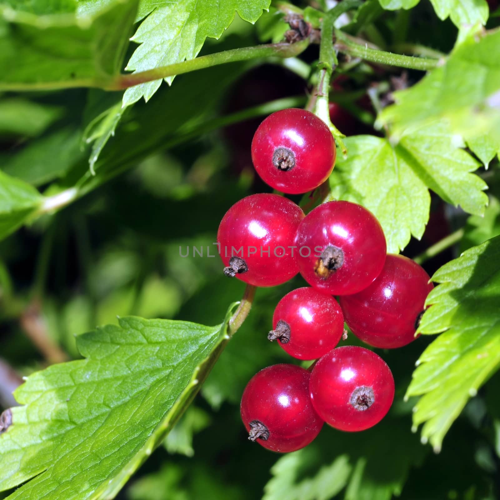 redcurrant bush with many hanging currant among the leaves