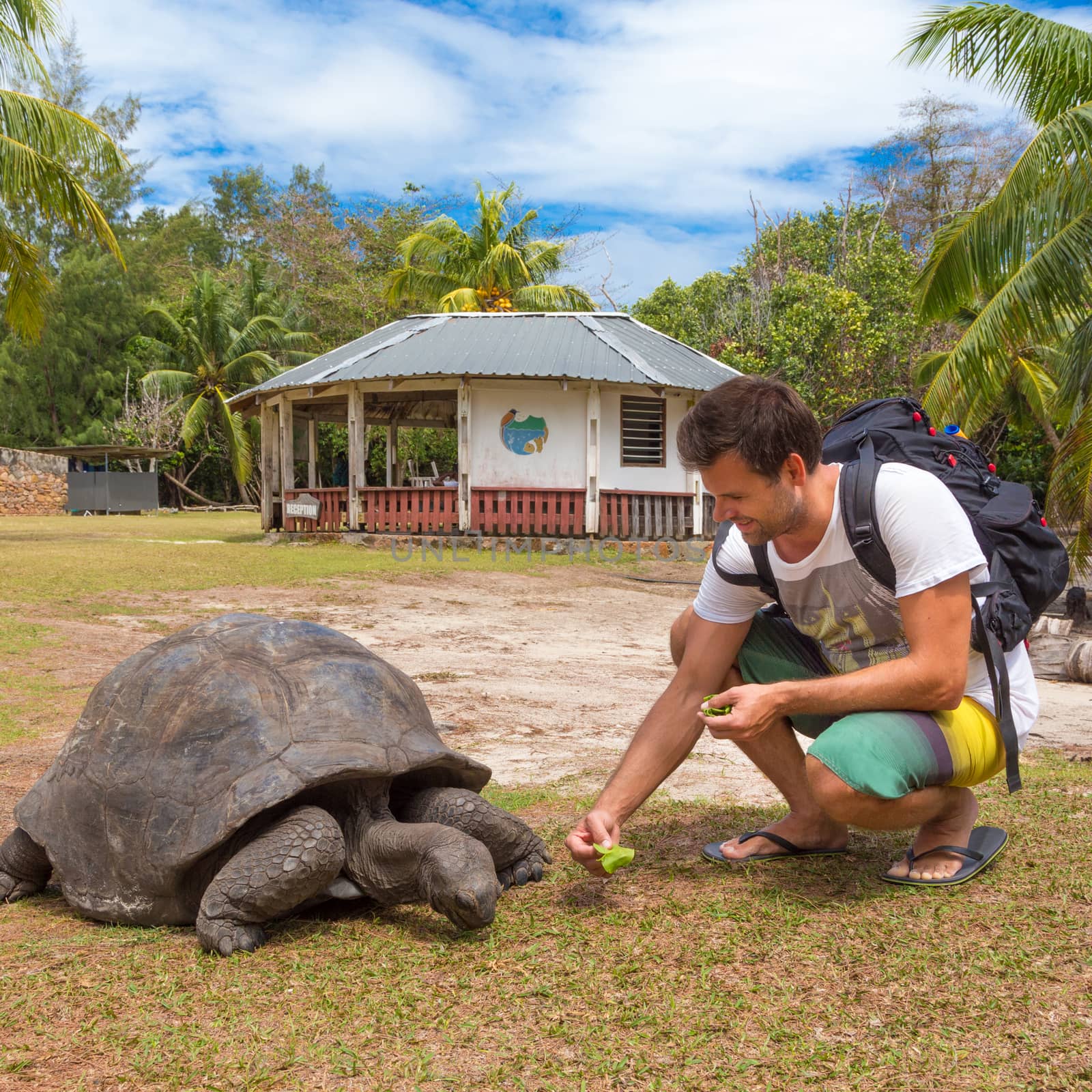 Male tourist feeding and admiring big old Aldabra giant tortoises, Aldabrachelys gigantea, in National Marine Park on Curieuse island, close to Praslin on Seychelles.