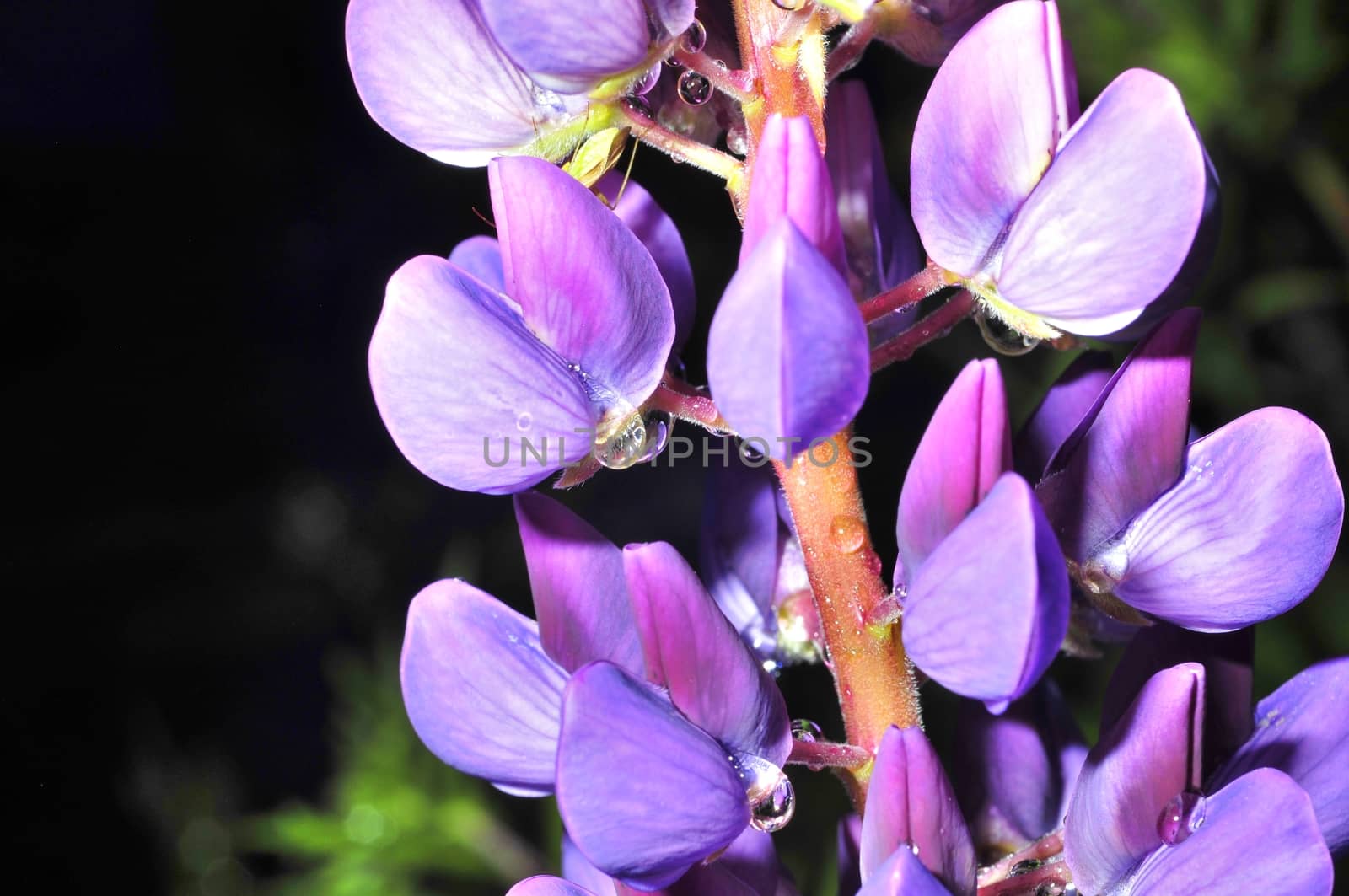 raindrops on beautiful blue flowers macro frame