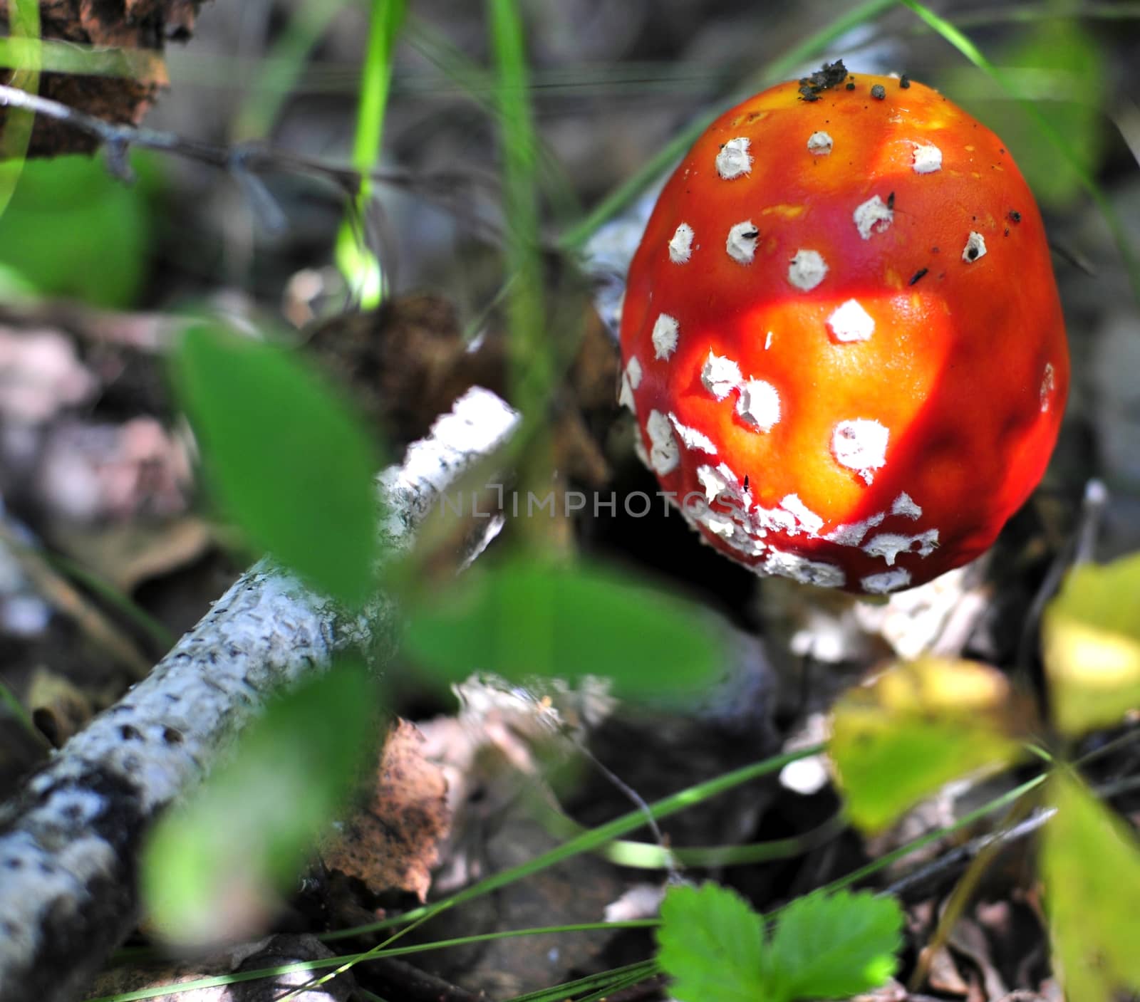 The spotted red fly agaric in autumn forest. Mushroom on a glade in autumn mushroom forest. Mushroom with red cap or head