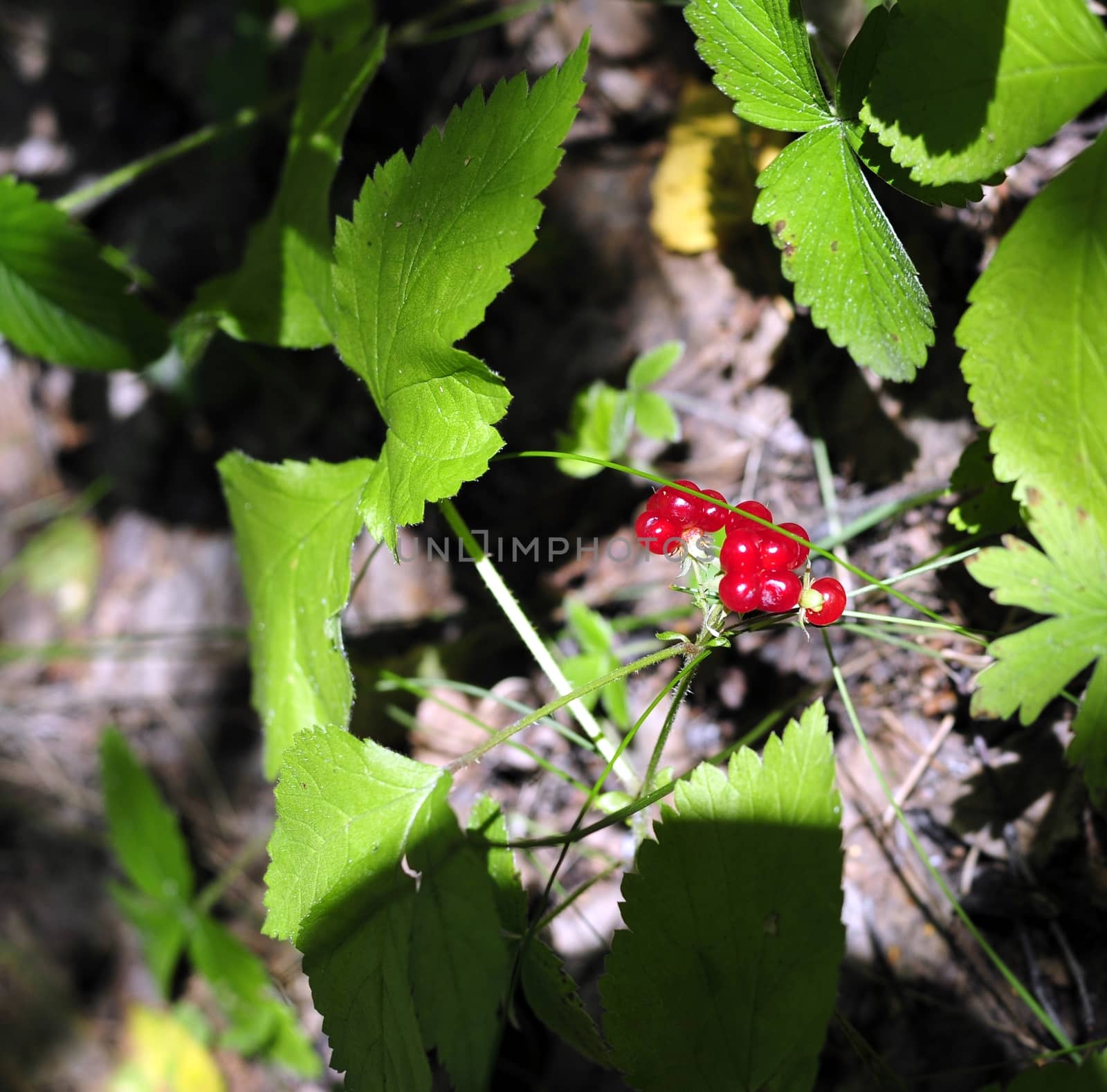 Wild red ripe berries and green leafs close-up, forest on background