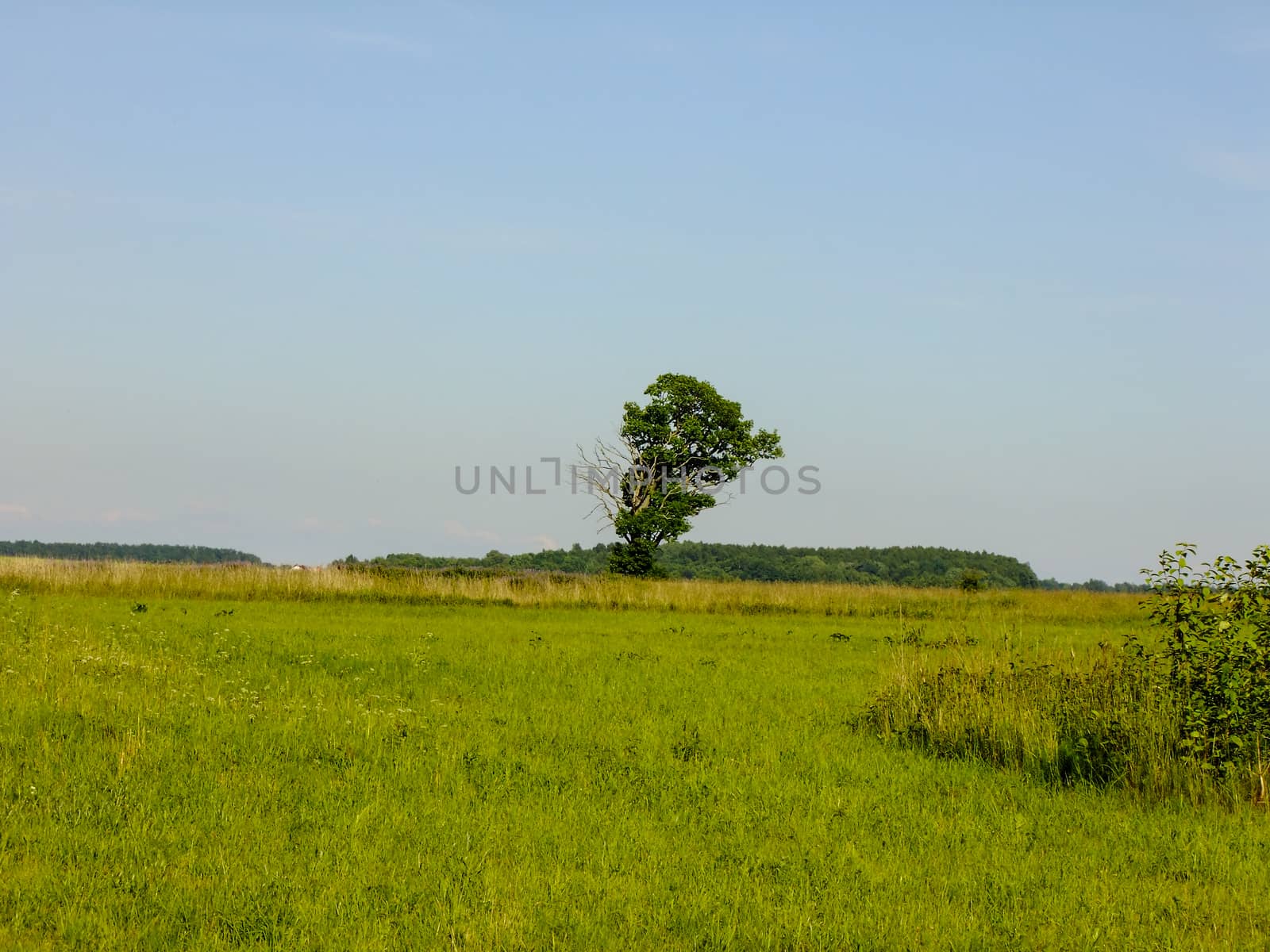 Lonely Tree growing in the Horizon of the Fields of Lithuania