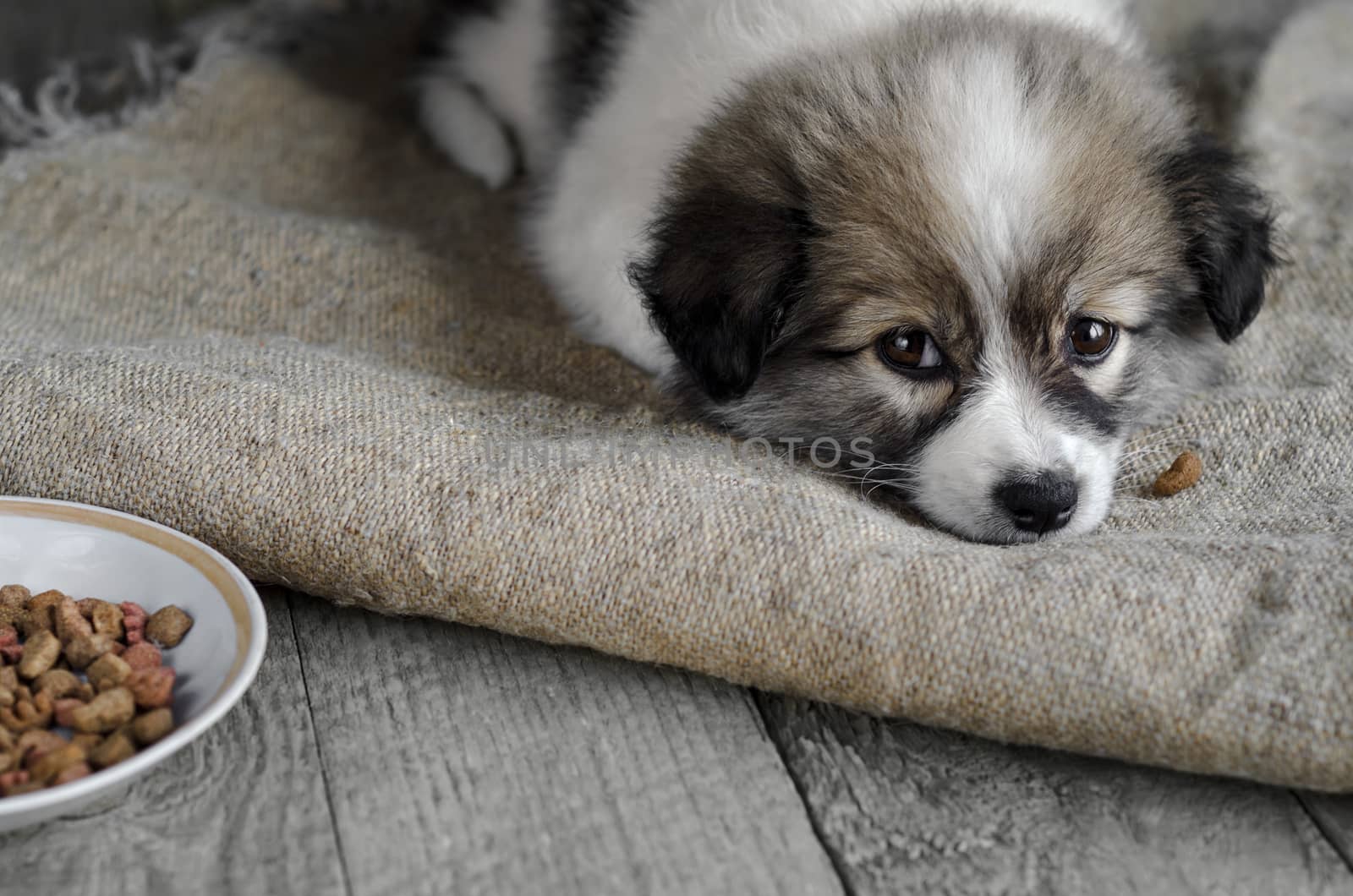 Little sad puppy lying in a bundle next to a plate of food. Selective focus.