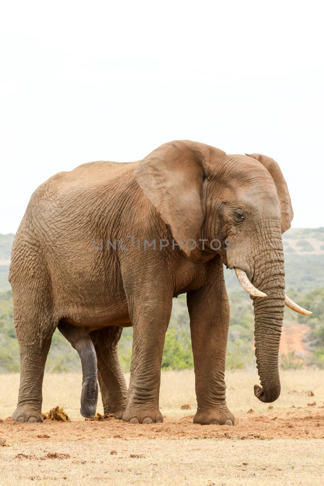 Bush Elephant standing and looking down at the ground.