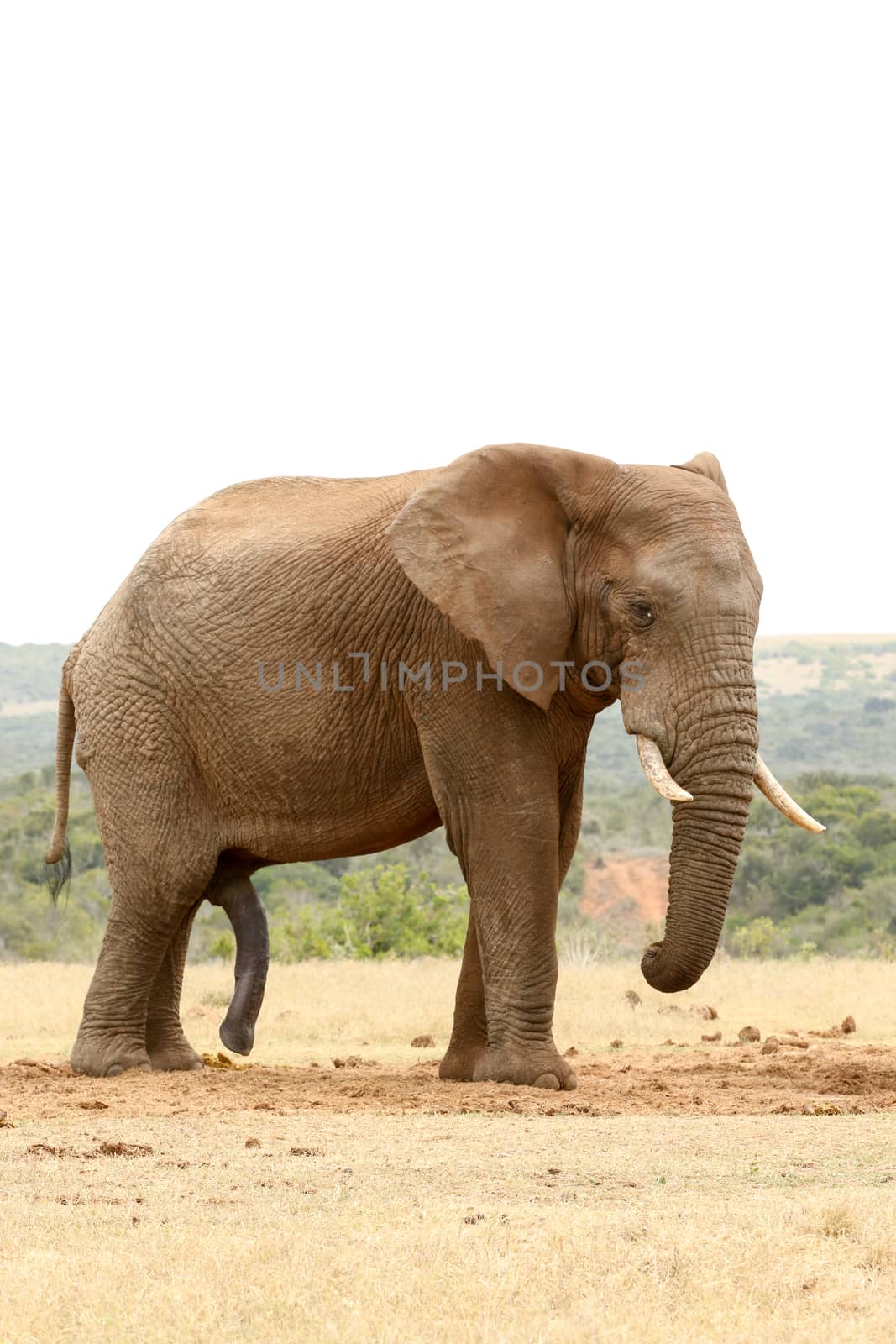 Side view of a Bush Elephant just standing close to the dam.