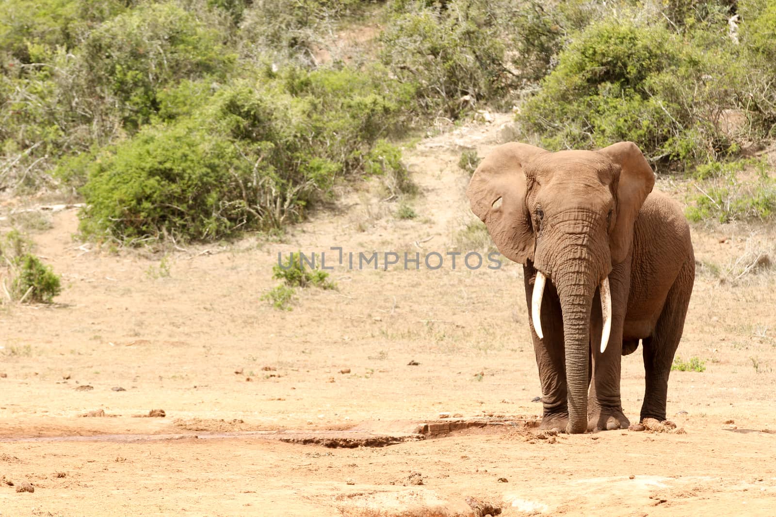 Bush Elephant standing with his trunk in the ground.