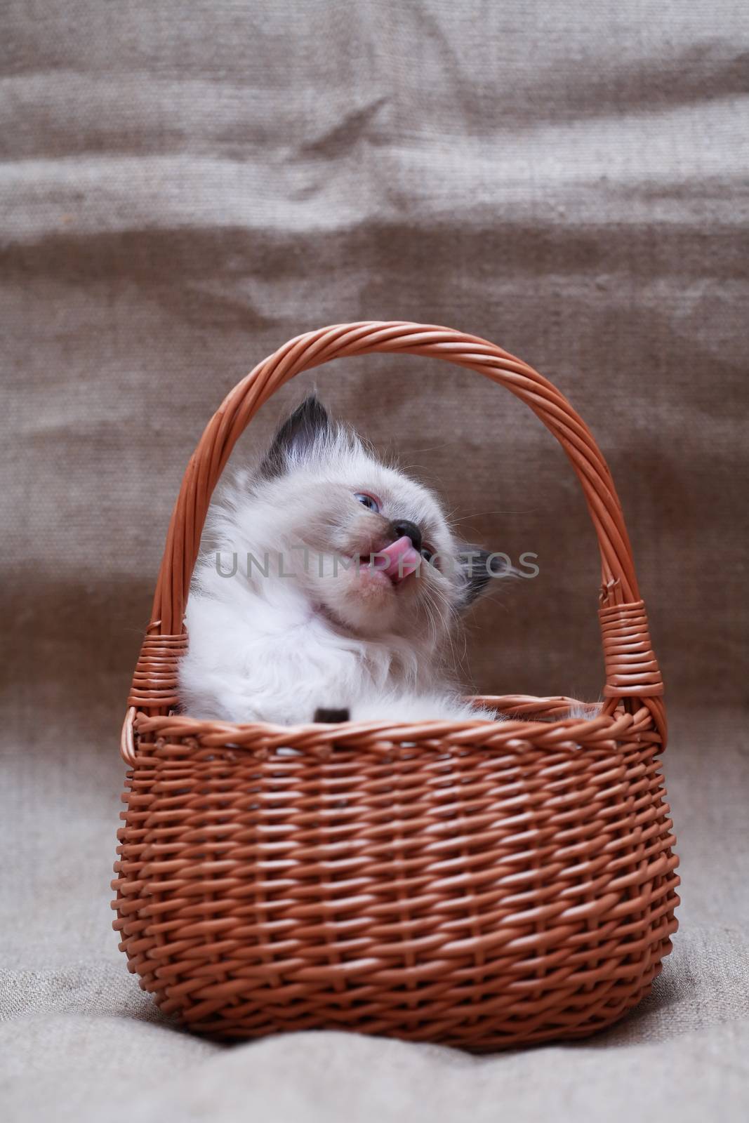 Kitty In Basket by kvkirillov