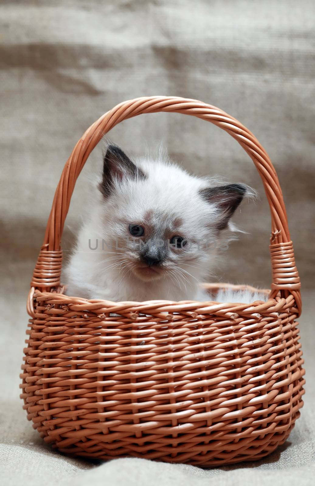 Nice small kitty in wicker basket on canvas background