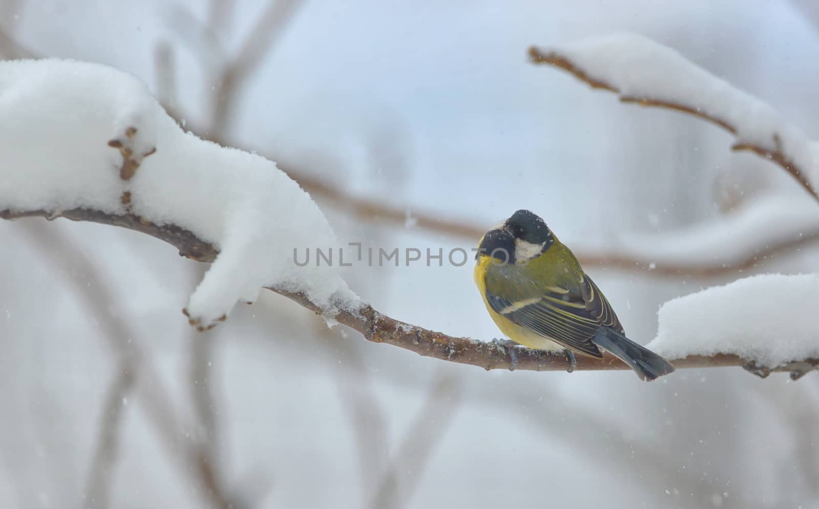 great tit on tree brunch in winter time