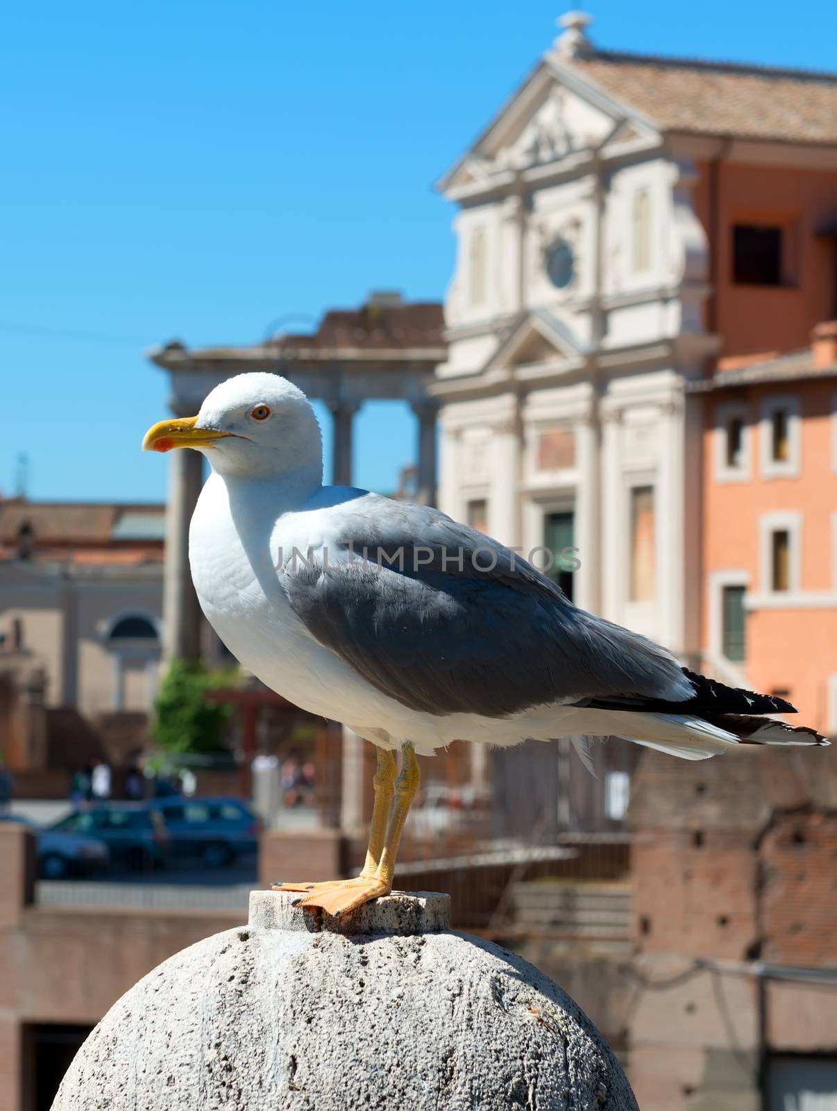 Seagull in Rome by Givaga