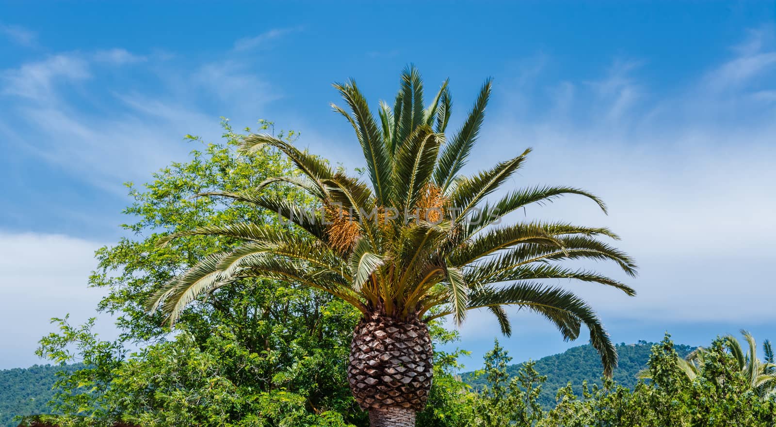 Palm against a blue sky by JFsPic