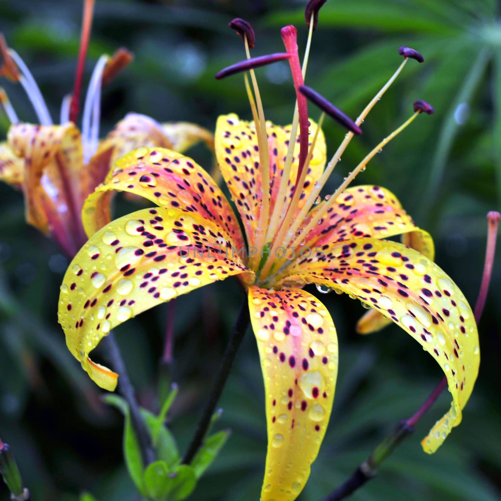 yellow tiger lilies with rain drops in garden